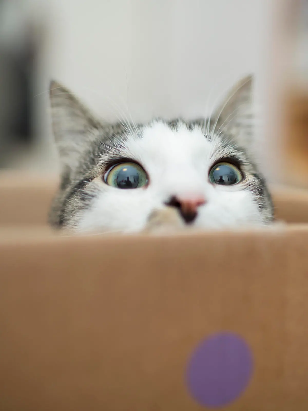 Cat in a boxcat in the box