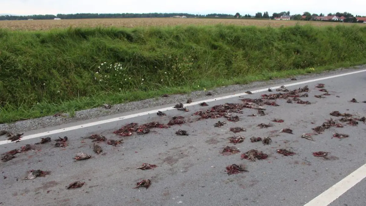 Tote Vögel auf eine Straße in Straubing