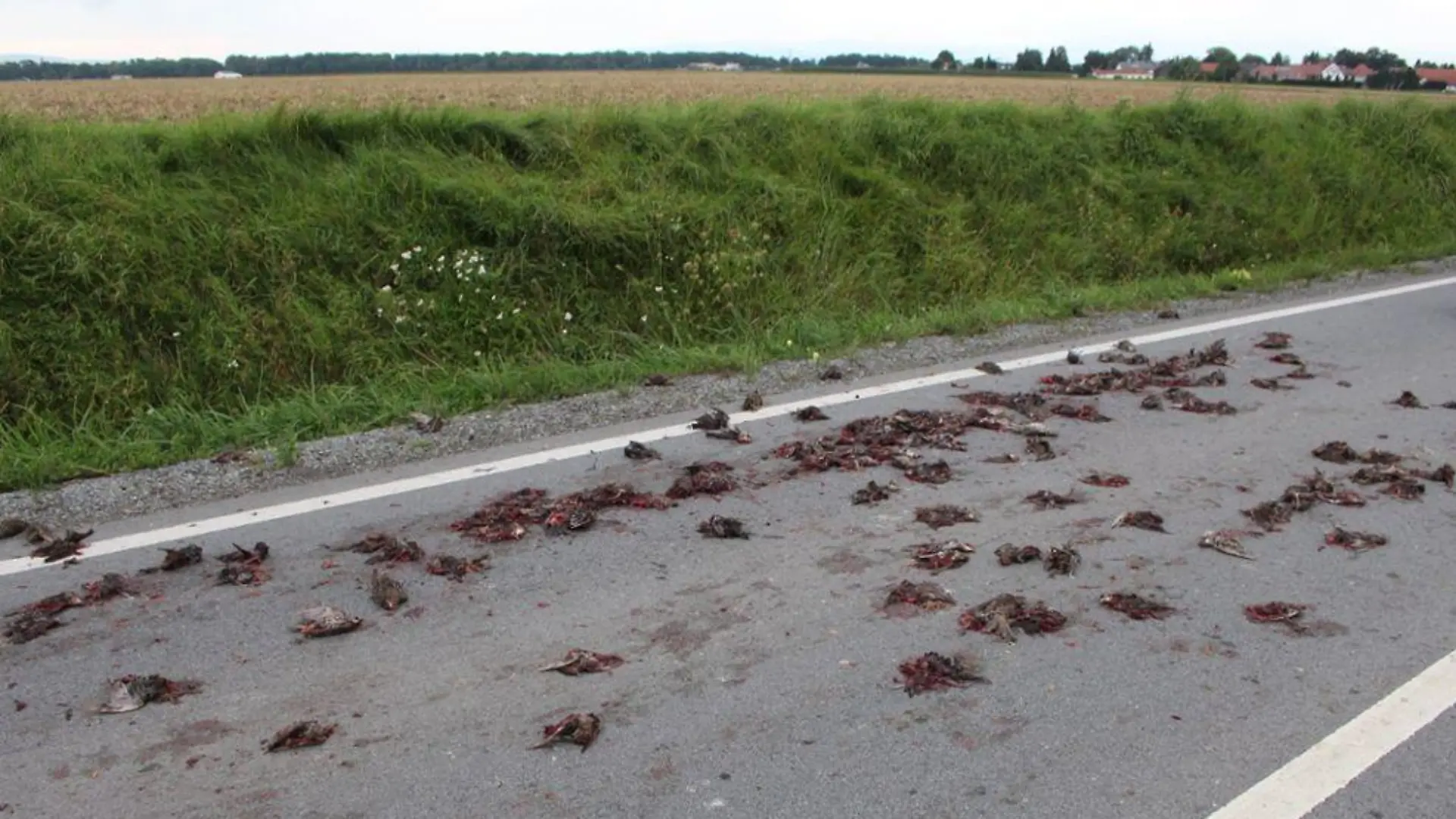 Tote Vögel auf eine Straße in Straubing