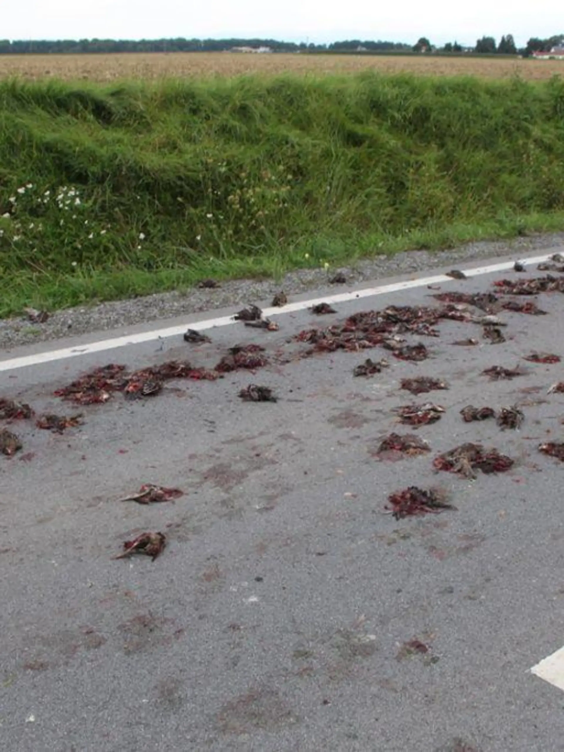 Tote Vögel auf eine Straße in Straubing