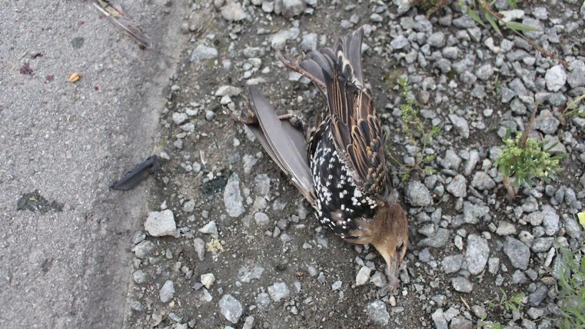 Toter Vogel in Straubing