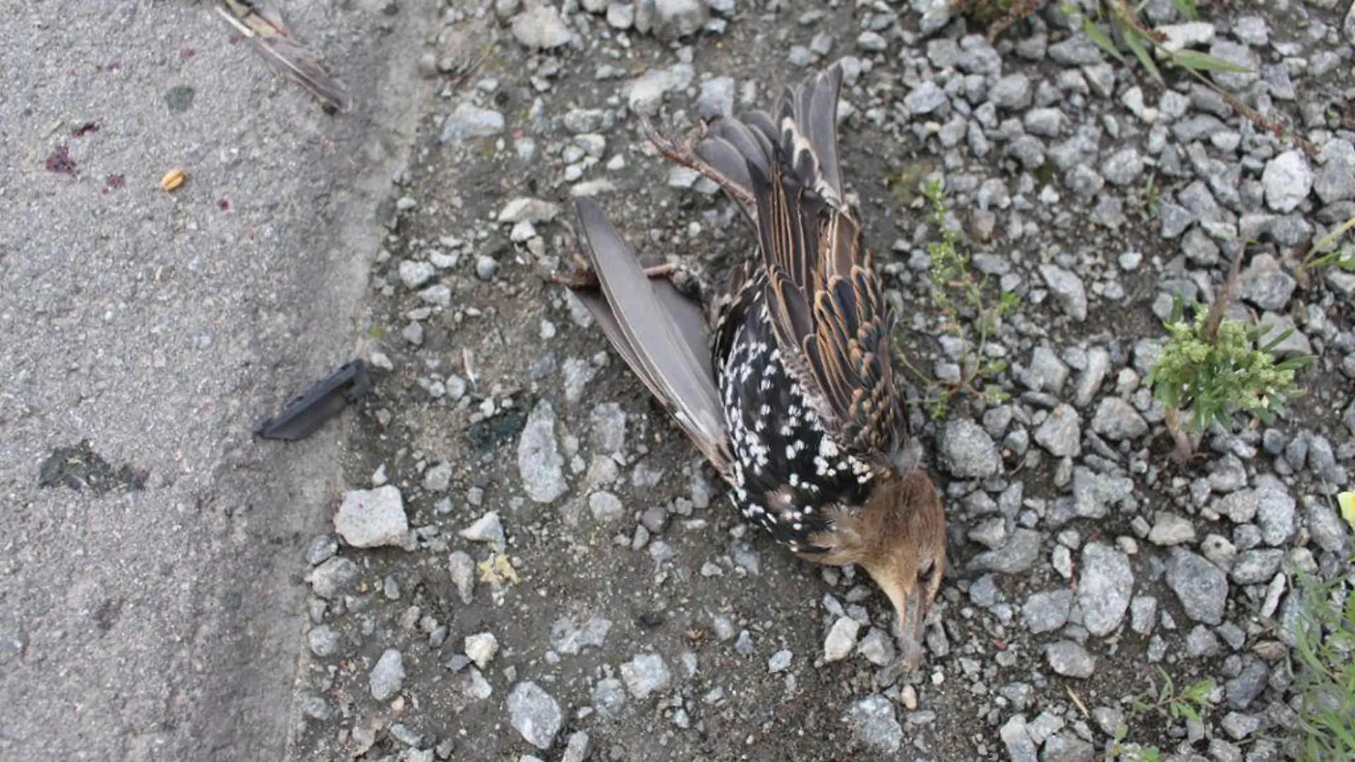 Toter Vogel in Straubing