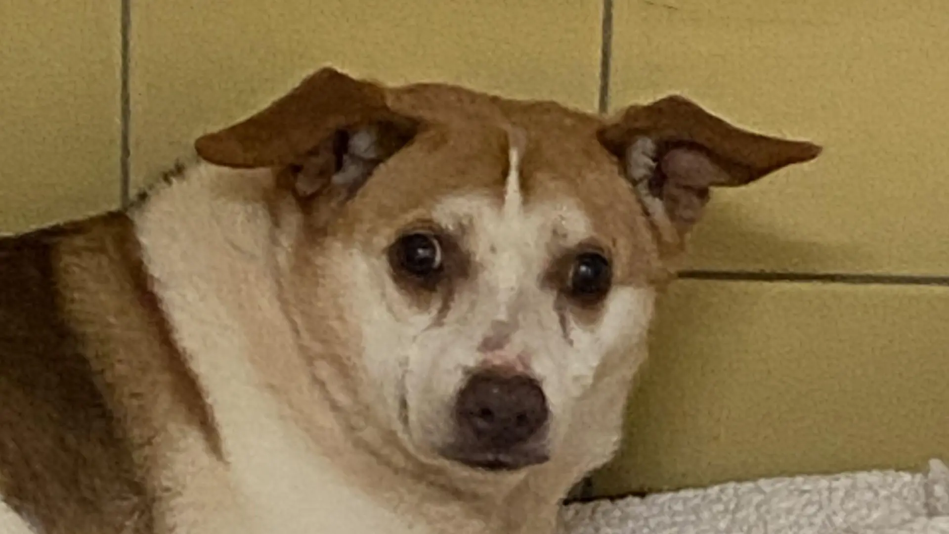 Messie Hunde