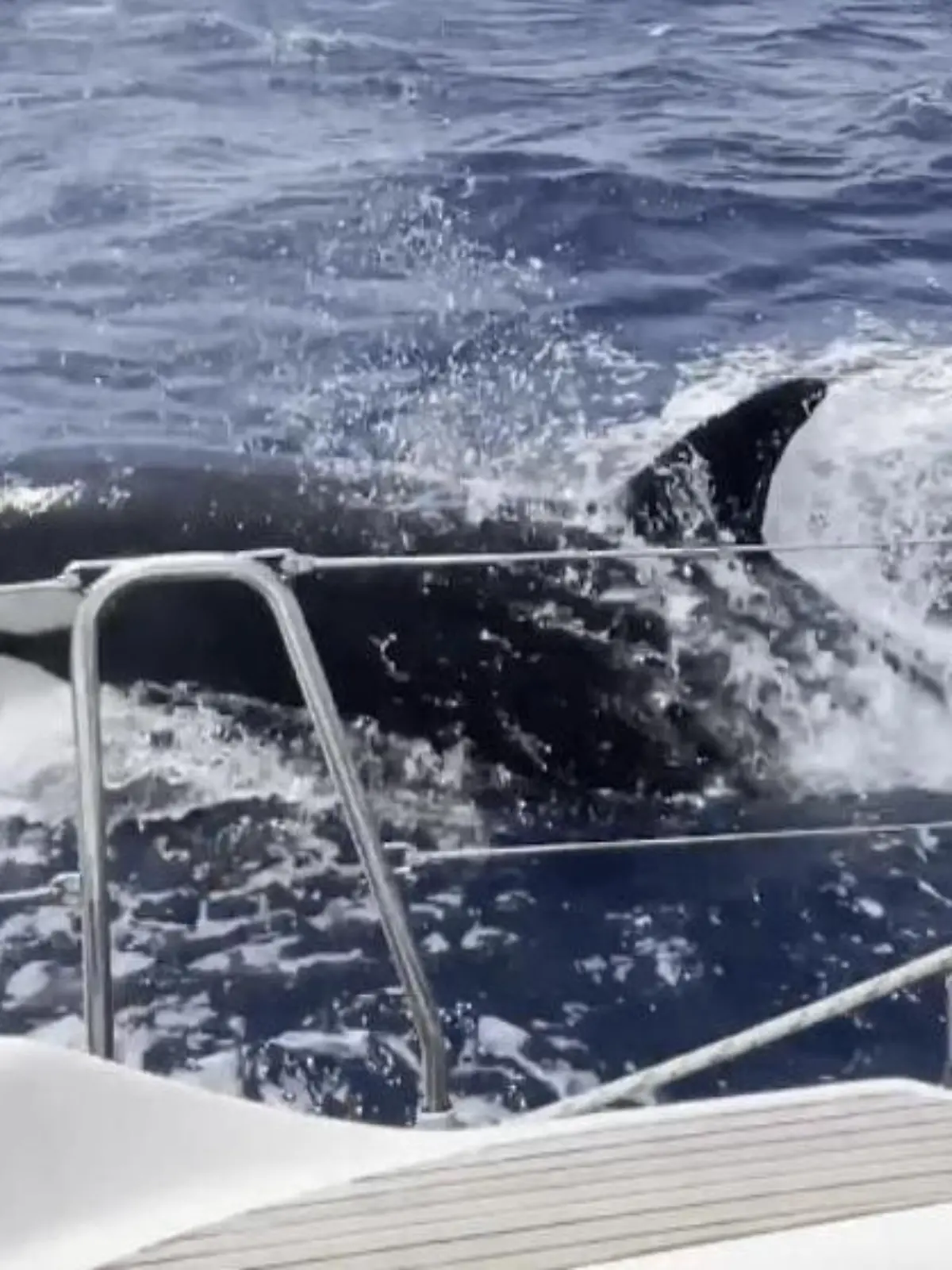 Orcas werden nicht umsonst auch Killerwale genannt. Das musste jetzt auch ein Paar beim Segeln am eigenen Leib erfahren, als eine Gruppe aus sechs dieser Tiere aggressiv auf das Segelboot losgeht. Nur, weil sie einen Trick anwenden, lassen die Tiere irgendwann von dem Boot ab.