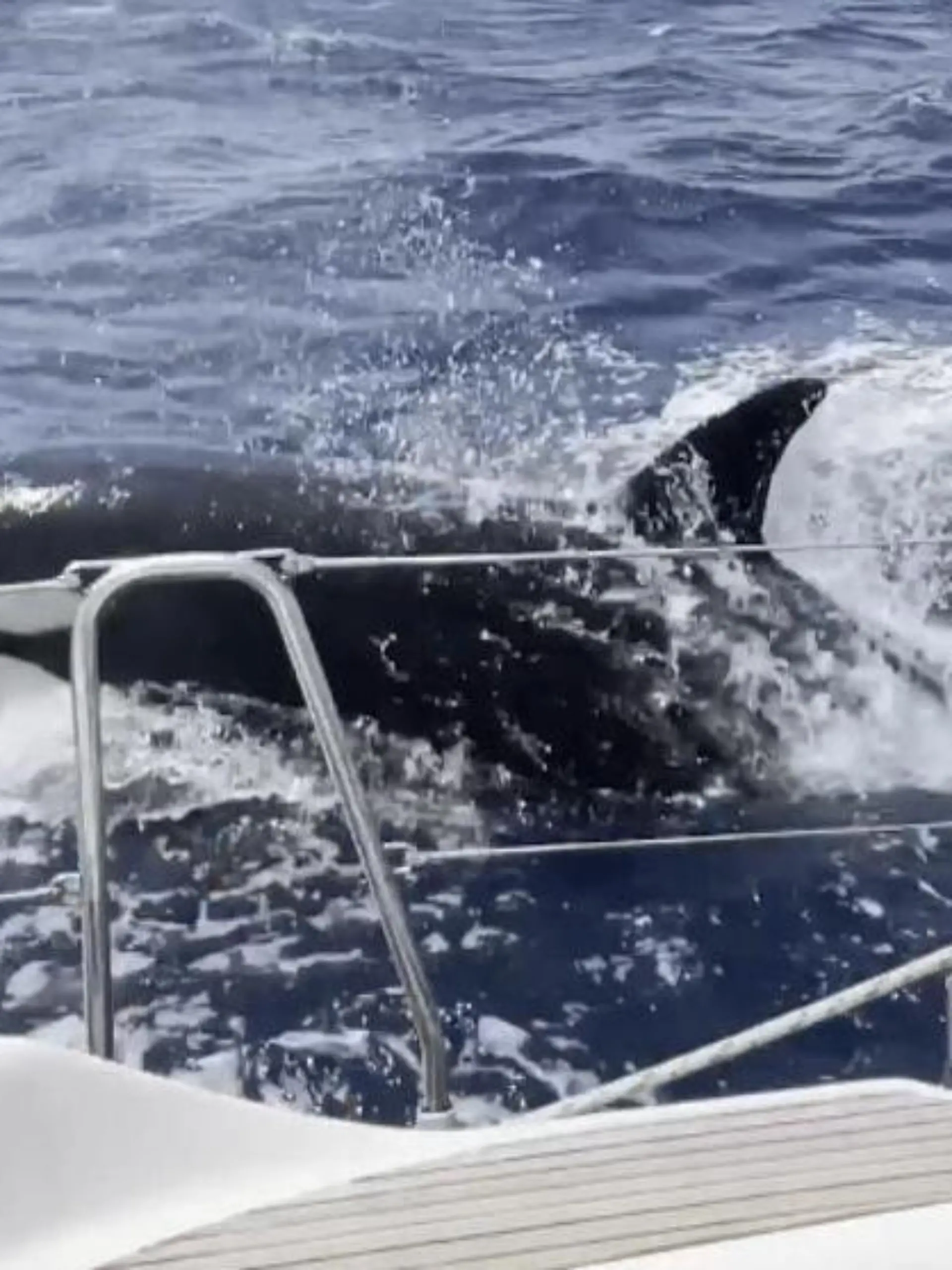 Orcas werden nicht umsonst auch Killerwale genannt. Das musste jetzt auch ein Paar beim Segeln am eigenen Leib erfahren, als eine Gruppe aus sechs dieser Tiere aggressiv auf das Segelboot losgeht. Nur, weil sie einen Trick anwenden, lassen die Tiere irgendwann von dem Boot ab.