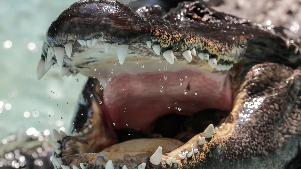 An alligator named Muja is seen in its enclosure in Belgrade's Zoo, Serbia, August 14, 2018. Muja is officially the oldest American alligator in the world living in captivity. He was brought to Belgrade from Germany in 1937, a year after the opening of the Zoo. Muja survived three bombings of Belgrade, the Second World War and all hardships the Zoo went through. REUTERS/Marko Djurica