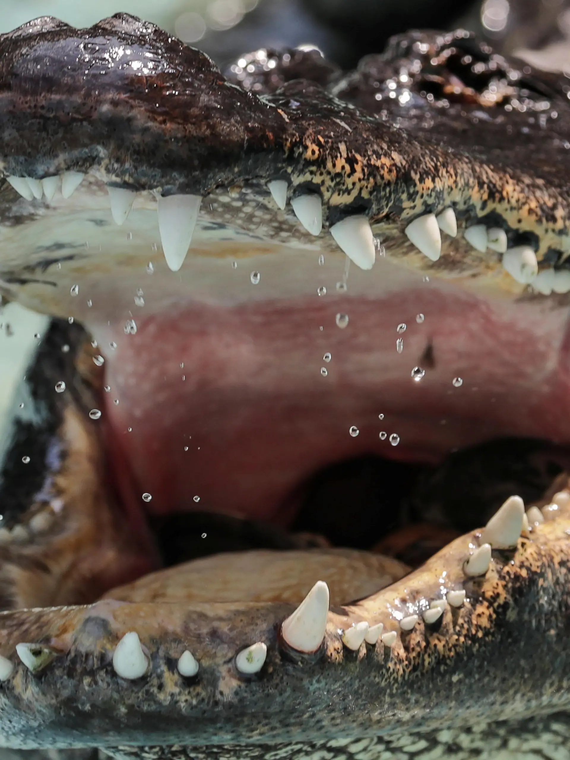 An alligator named Muja is seen in its enclosure in Belgrade's Zoo, Serbia, August 14, 2018. Muja is officially the oldest American alligator in the world living in captivity. He was brought to Belgrade from Germany in 1937, a year after the opening of the Zoo. Muja survived three bombings of Belgrade, the Second World War and all hardships the Zoo went through. REUTERS/Marko Djurica