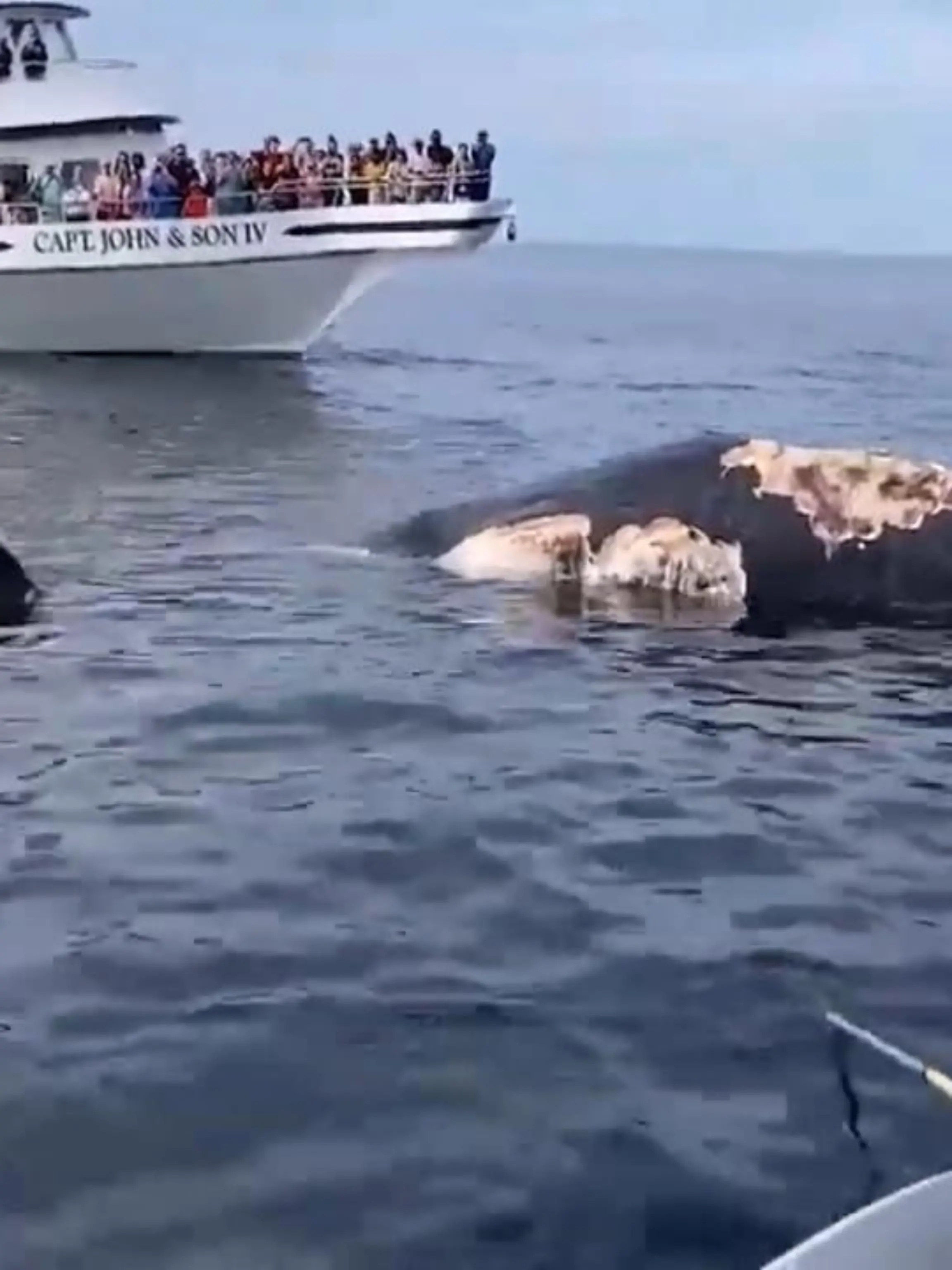 Bild zu: "Tierisches Naturschauspiel im Atlantik"