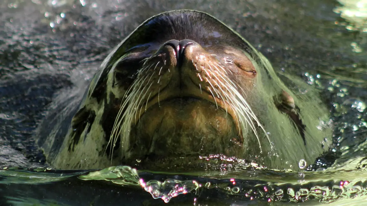 Zoologischer Garten / 25.05.2014 Bild-Motiv: Seelöwe Enzo (
Zoological Garden 25 05 2014 Picture Motif Sea Lion Enzo
