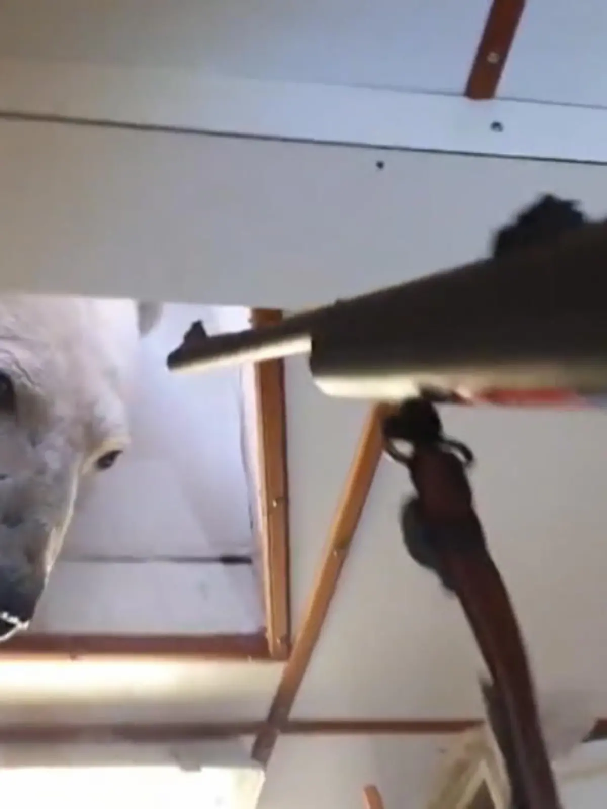 Fischer in Grönland wurden auf ihrem Kutter von tierischen Besuch überrascht. Selbst ein Warnschuss vertreibt den Eindringling nicht. Wie die Fischer den Seemänner den Eisbär loswerden, sehen Sie im Video.
