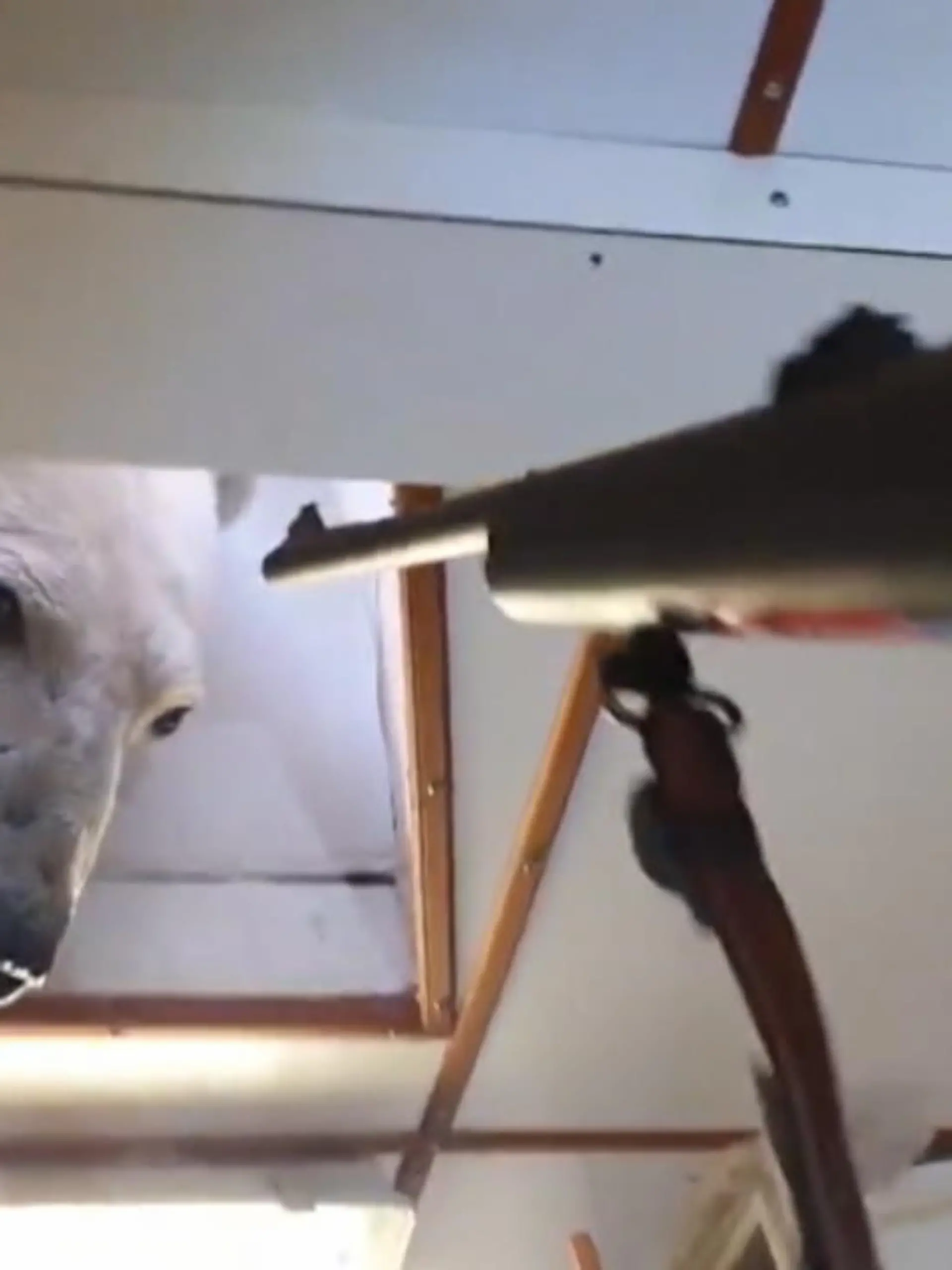 Fischer in Grönland wurden auf ihrem Kutter von tierischen Besuch überrascht. Selbst ein Warnschuss vertreibt den Eindringling nicht. Wie die Fischer den Seemänner den Eisbär loswerden, sehen Sie im Video.
