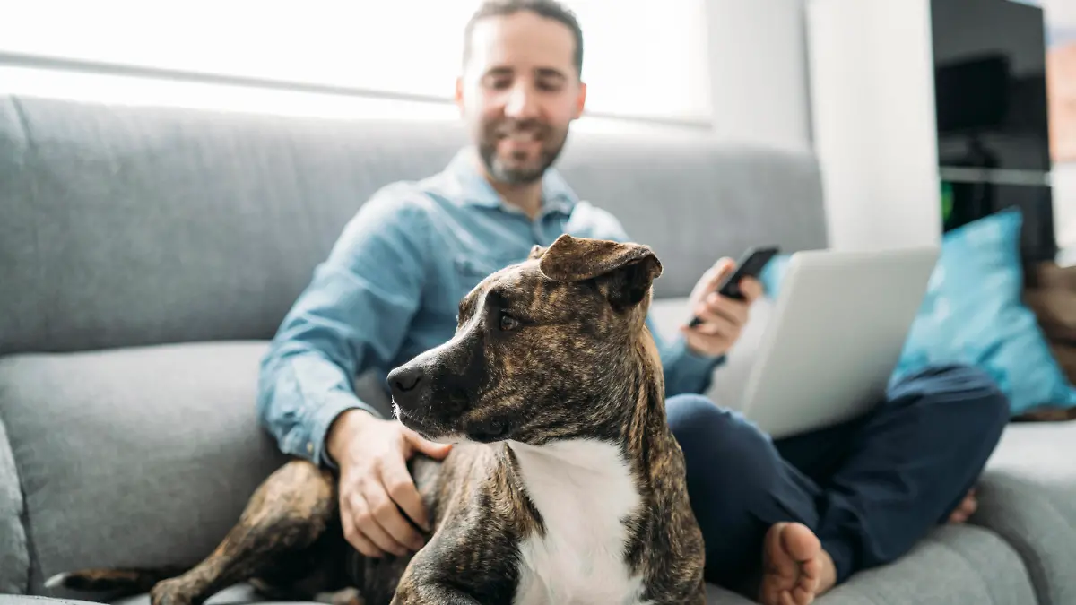  Smiling businessman stroking dog while working from home during coronavirus pandemic outbreak, Almeria, Spain, Europe model released Symbolfoto property released MPPF00864