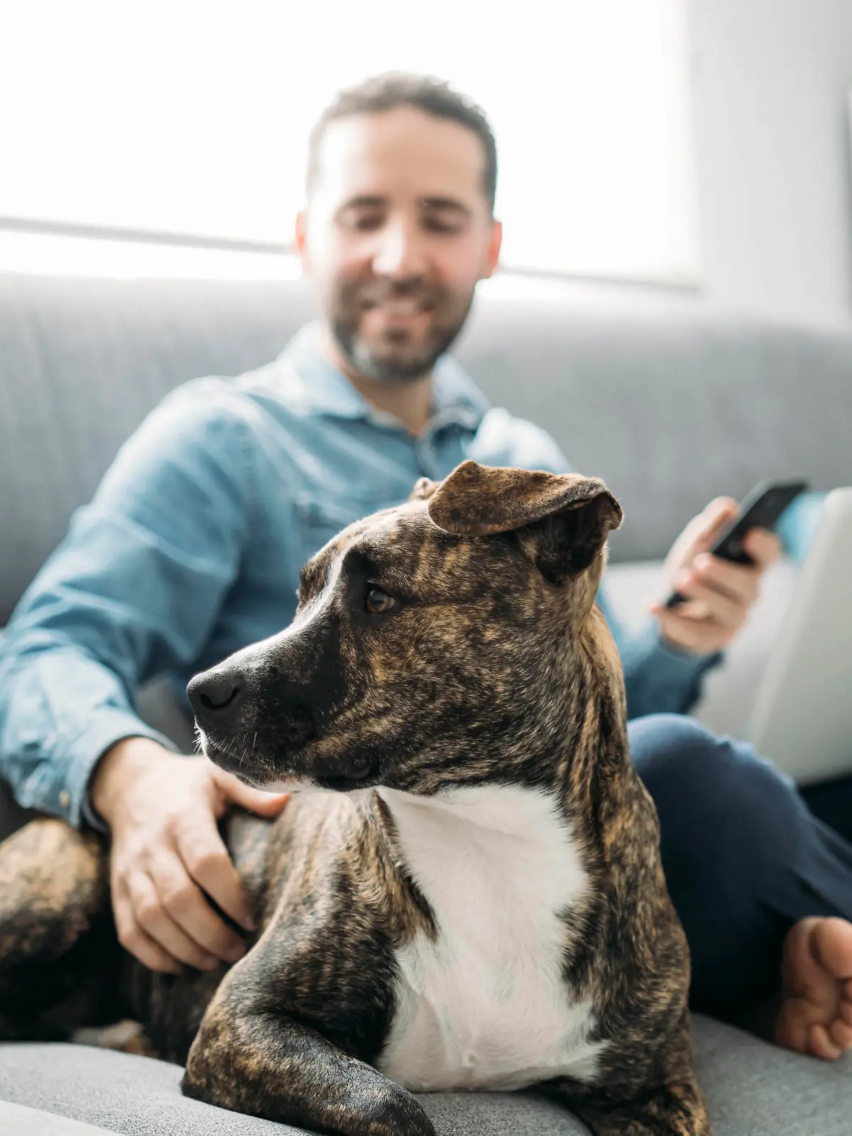  Smiling businessman stroking dog while working from home during coronavirus pandemic outbreak, Almeria, Spain, Europe model released Symbolfoto property released MPPF00864