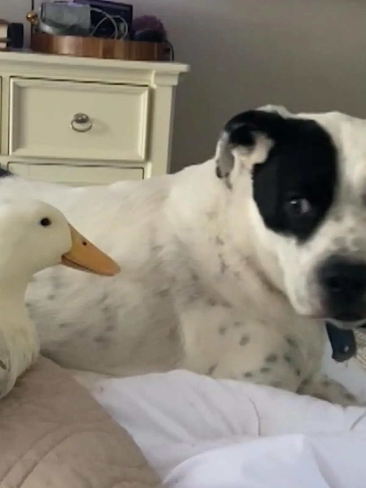 Ente Huey und Bulldogge Zeke sind die betsen Freunde. Am liebsten kuscheln sie zusammen auf dem Bett ihres Herrchens
