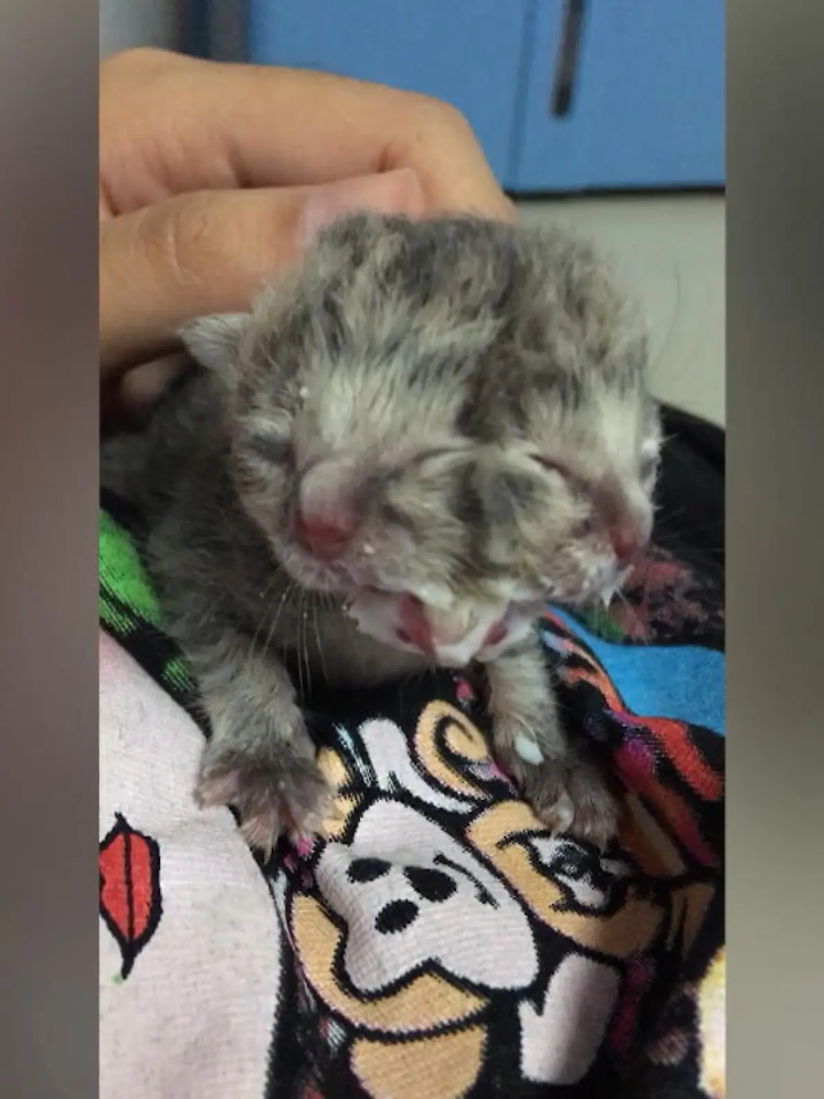 Bild zu: "Katze mit zwei Gesichtern geboren"