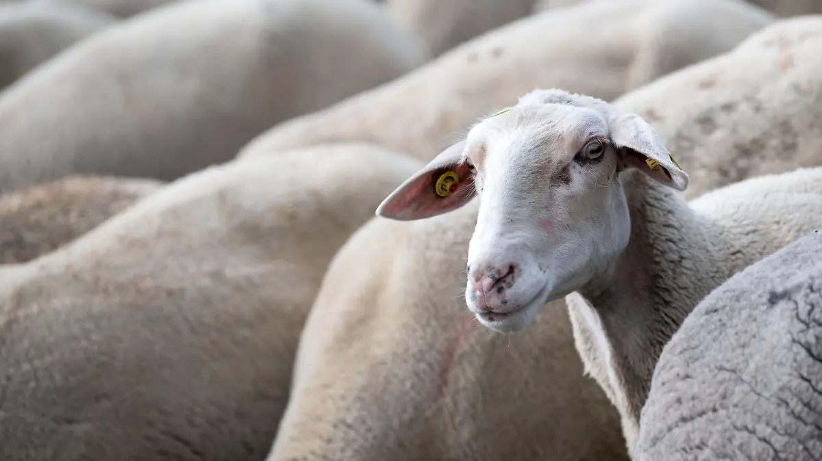 28.08.2018, Bayern, München: Eine Schafherde weidet auf der Panzerwiese. Nach der wochenlangen Trockenheit geht vielen Schäfern in Bayern das Futter für ihre Tiere aus. Foto: Sven Hoppe/dpa +++ dpa-Bildfunk +++