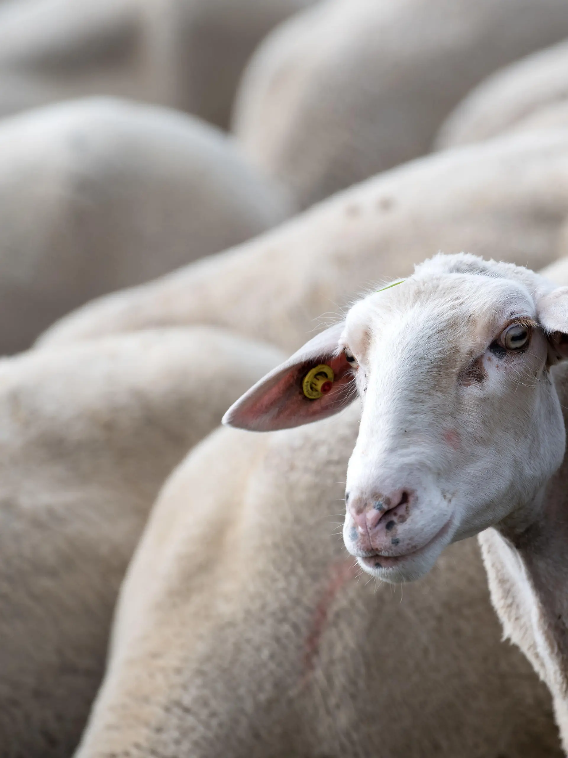 28.08.2018, Bayern, München: Eine Schafherde weidet auf der Panzerwiese. Nach der wochenlangen Trockenheit geht vielen Schäfern in Bayern das Futter für ihre Tiere aus. Foto: Sven Hoppe/dpa +++ dpa-Bildfunk +++