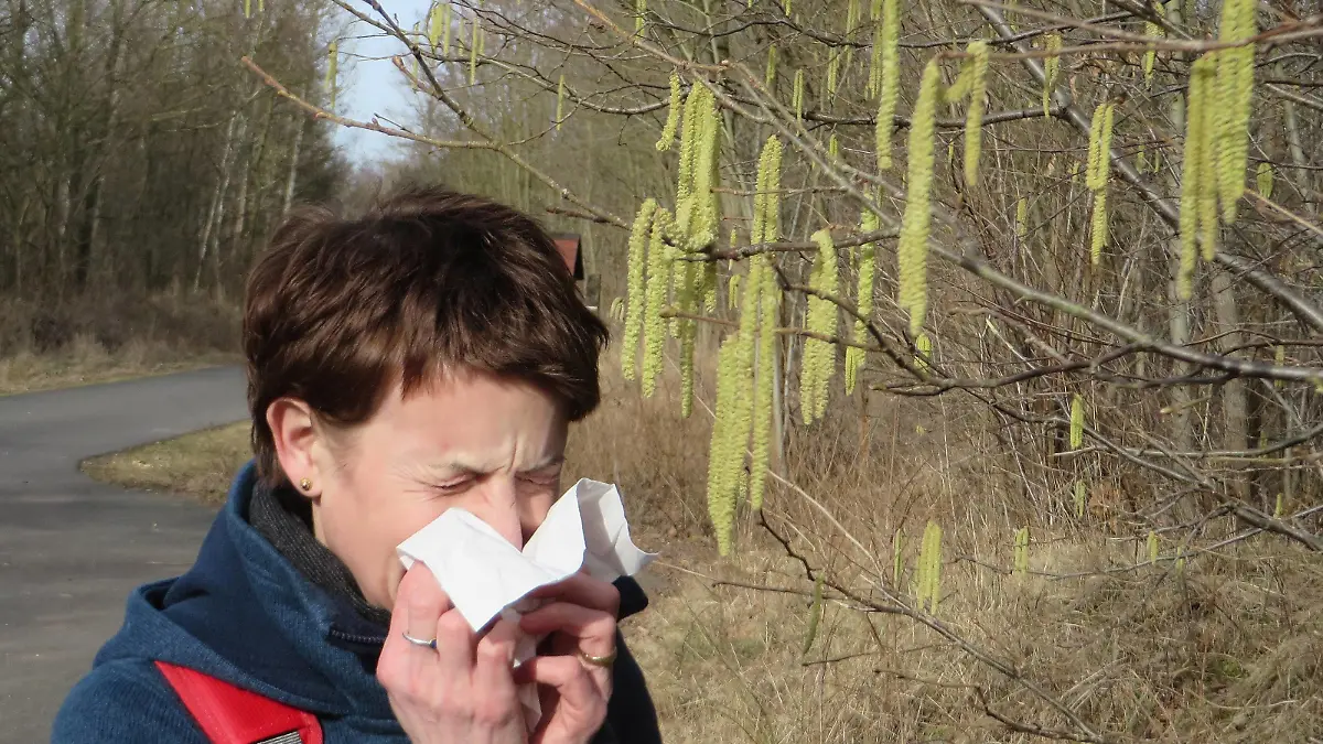  05.03.2017 Symbolfoto die Pollen fliegen wieder Pollenflug Pollenallergie Haselnuss Haselnuß Pollen Heusschnupfen Allergie Allergiker Pollen von Bäumen, Sträuchern, Pollenallergiker Symbolfoto