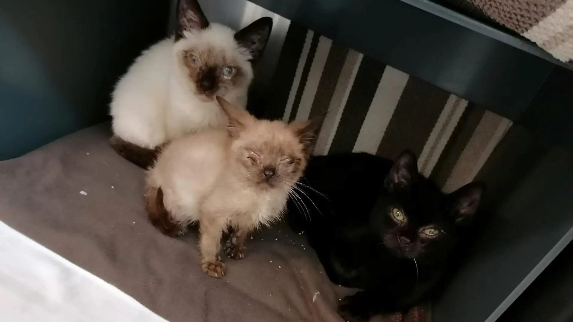 Drei völlig verwahrloste Katzenbabys wurden im Wald ausgesetzt. Jetzt werden sie im Tierheim in Troisdorf aufgepäppelt.
