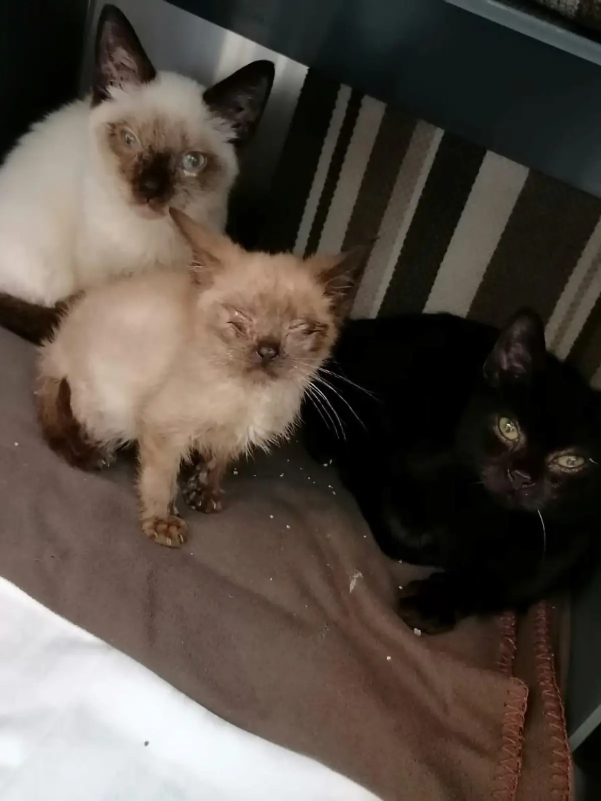 Drei völlig verwahrloste Katzenbabys wurden im Wald ausgesetzt. Jetzt werden sie im Tierheim in Troisdorf aufgepäppelt.