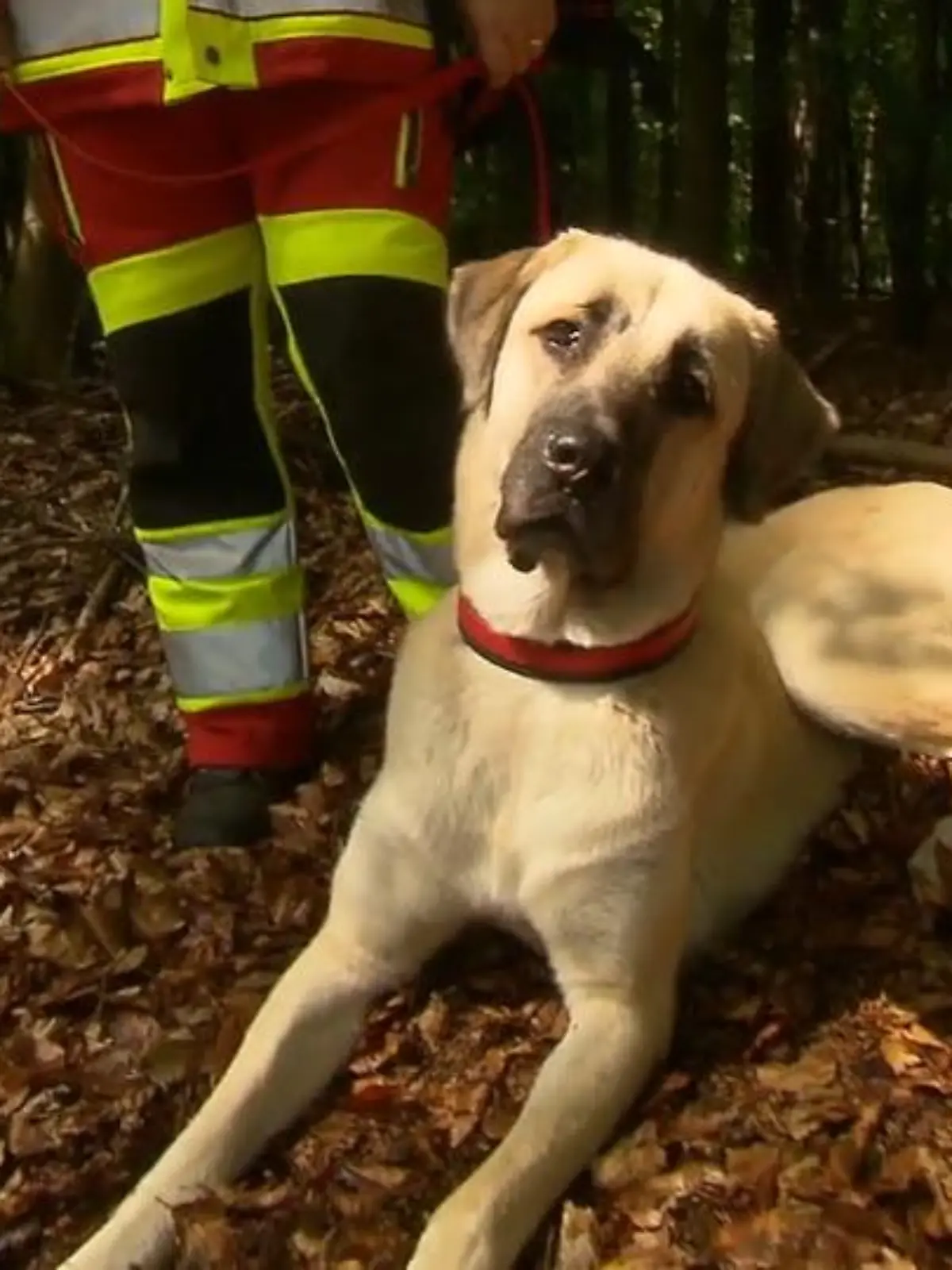 Hund Harald kam 2020 zusammen mit seinen zwölf Geschwistern in einem Berliner Tierheim zur Welt. Jetzt ist Harald Mitglied der Rettungshundestaffel und wird zum Lebensretter ausgebildet. Wie er die steile Karriere hingelegt hat und was er alles kann, haben wir uns angeschaut.