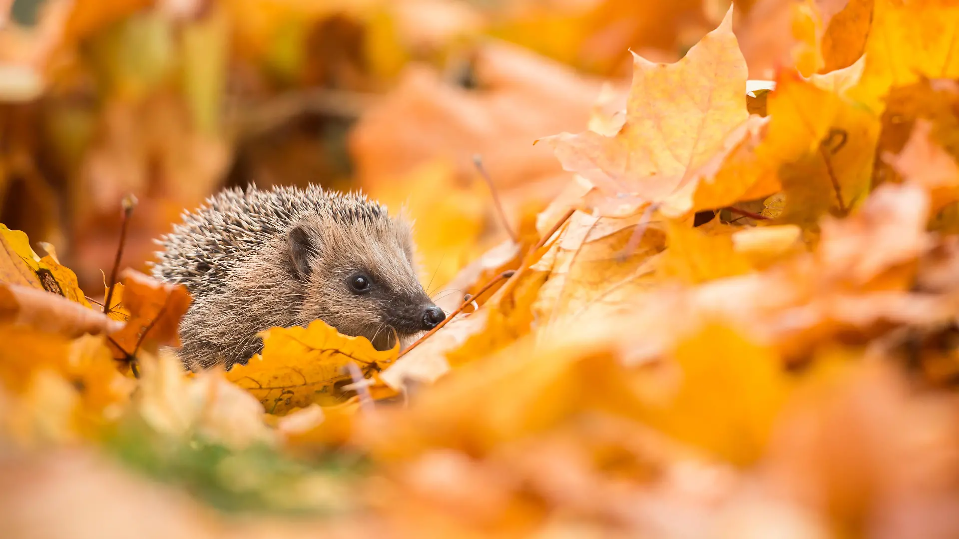 Igel im Laubhaufen