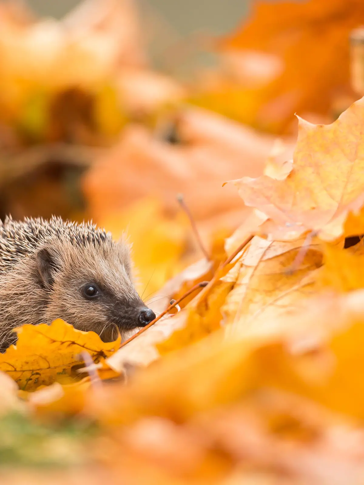 Igel im Laubhaufen