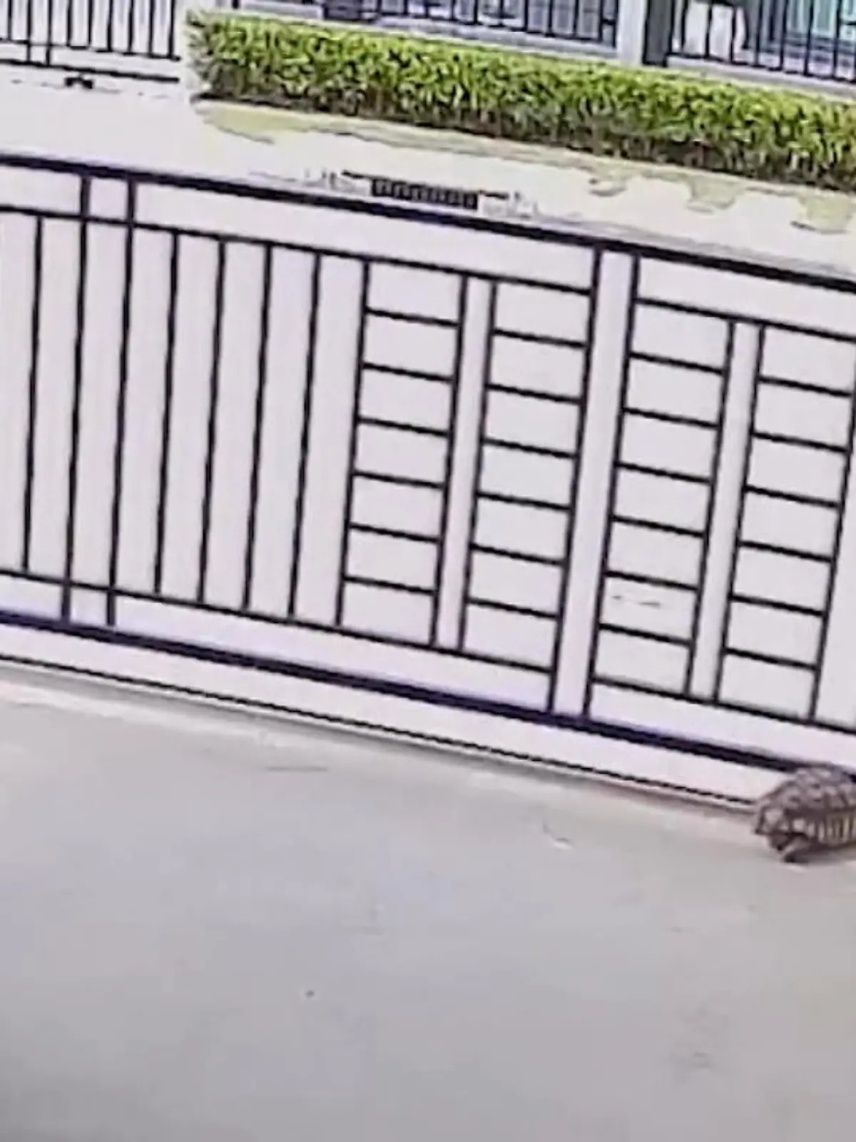 Spornschildkröte Plawaan aus Thailand gelingt es immer wieder, den 
Metallzaun auf dem Grundstück ihres Besitzers zu öffnen.  Dann erkundet die Schildkröte die Umgebung - sehr zum Leidwesen ihres Herrchens
