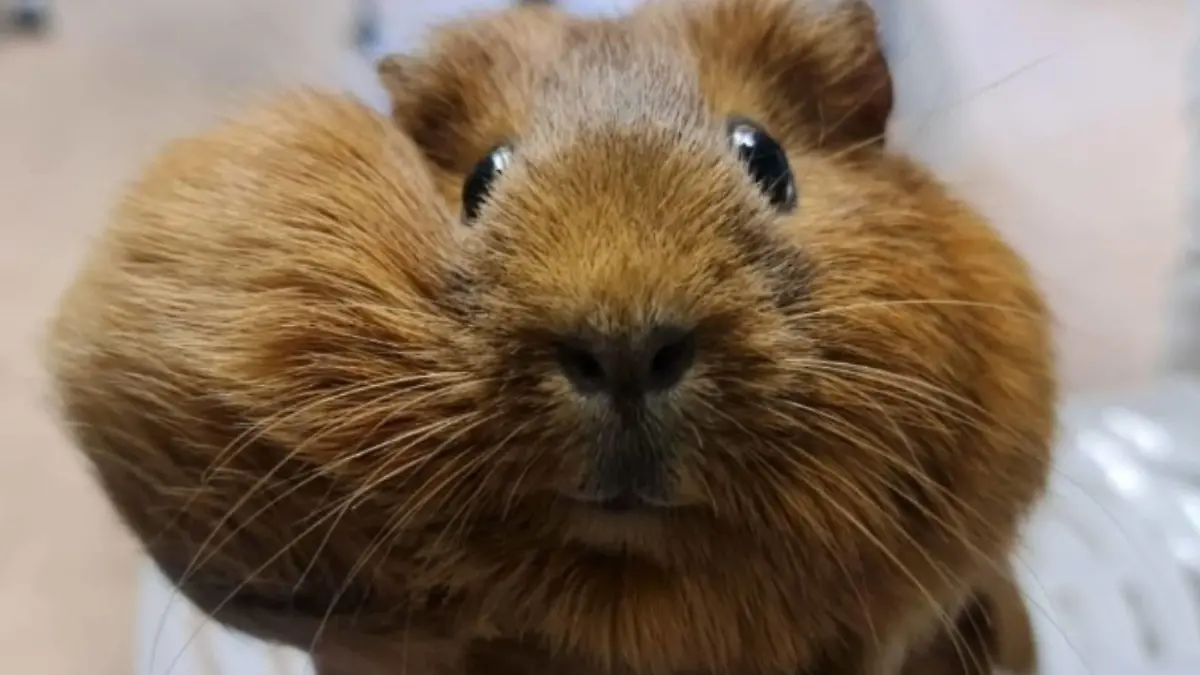 Meerschweinchen Möhre hatte einen riesigen Tumor am Kopf.