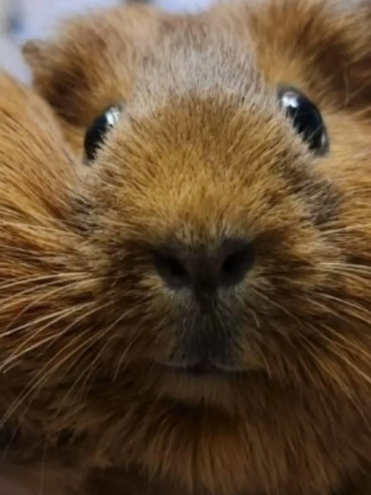 Meerschweinchen Möhre hatte einen riesigen Tumor am Kopf.