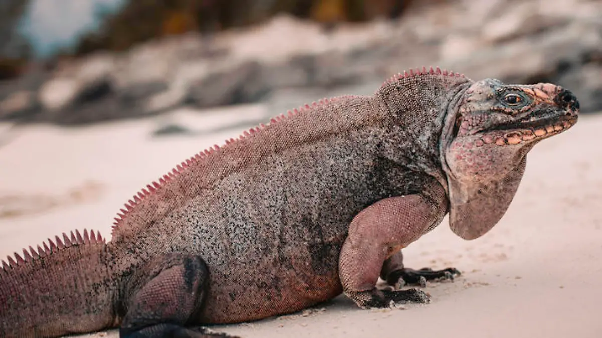 An Iguan in it's natural habitat