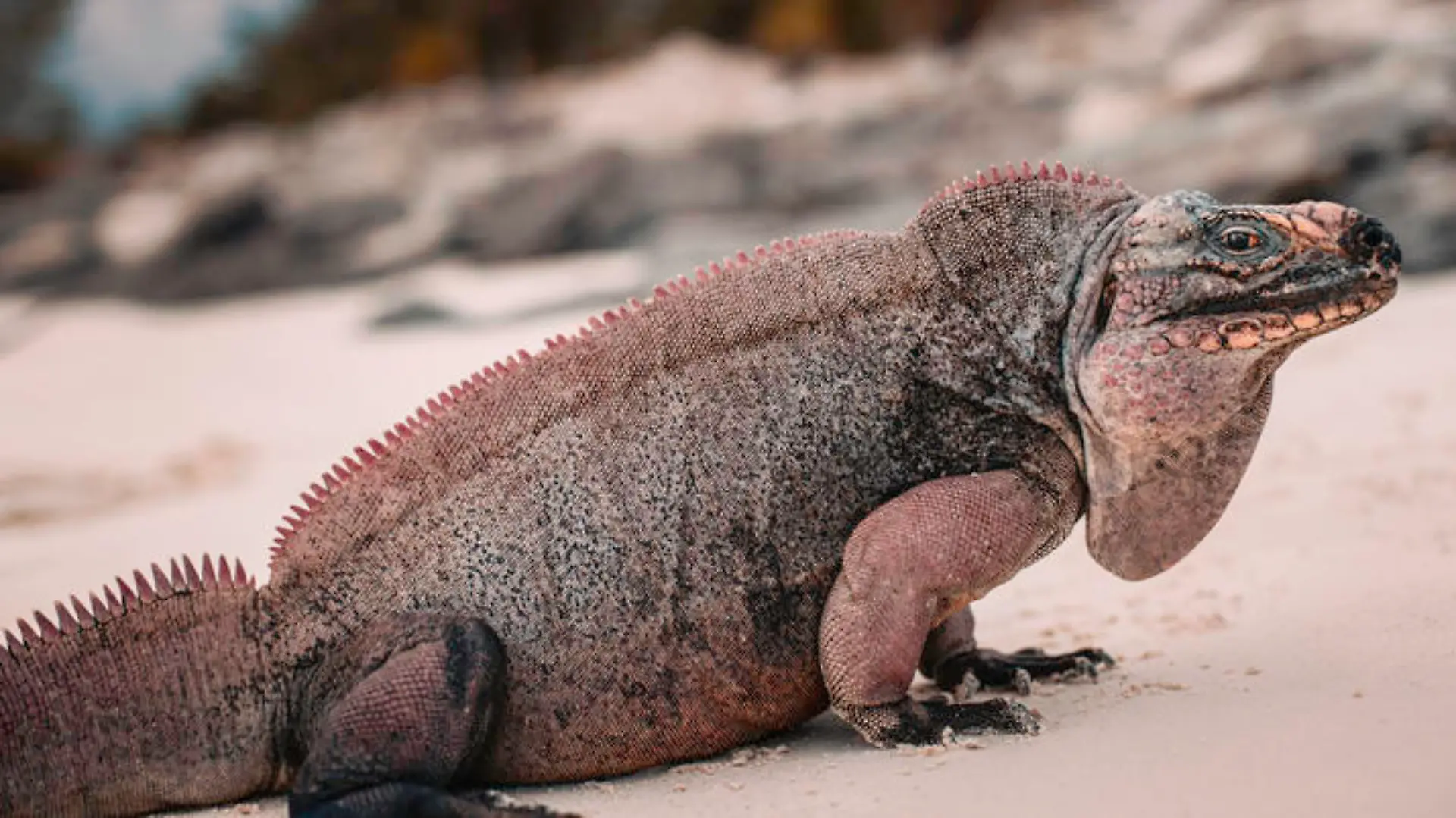 An Iguan in it's natural habitat
