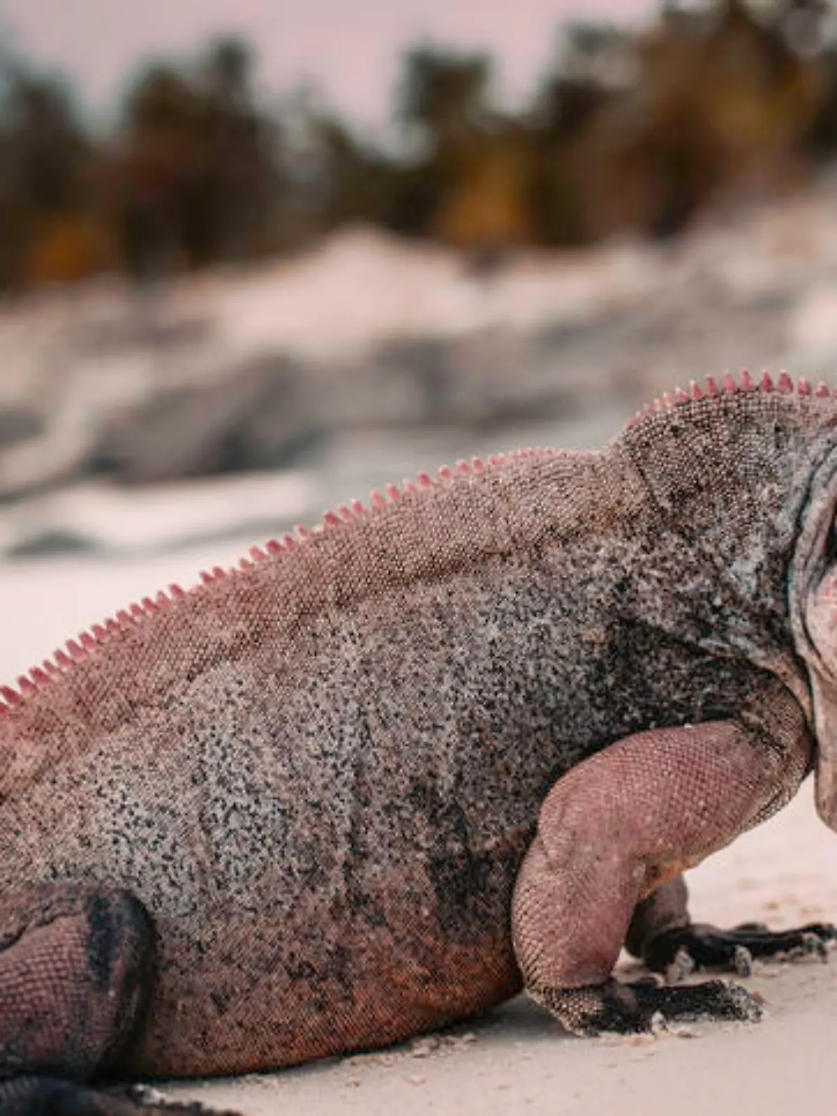 An Iguan in it's natural habitat
