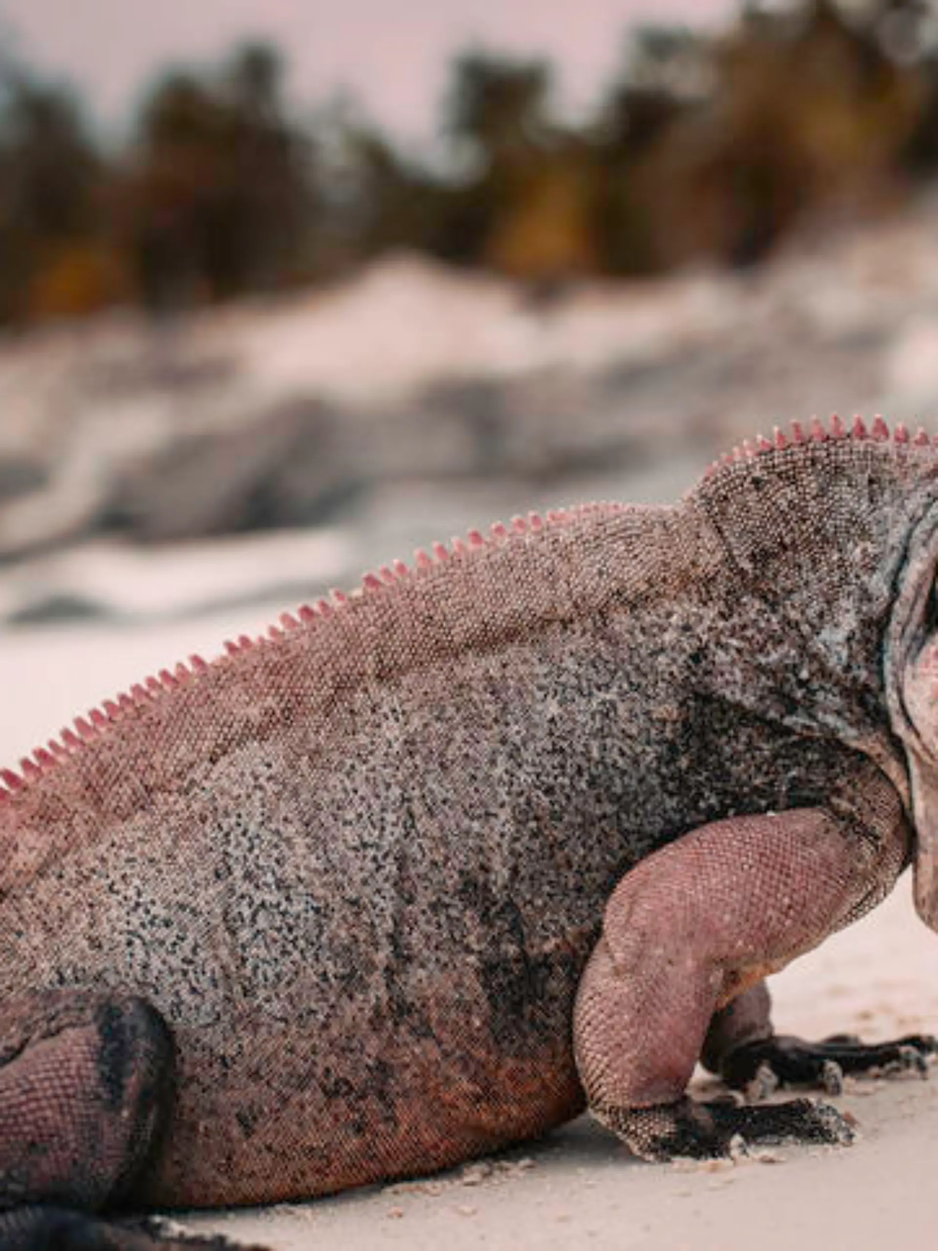 An Iguan in it's natural habitat
