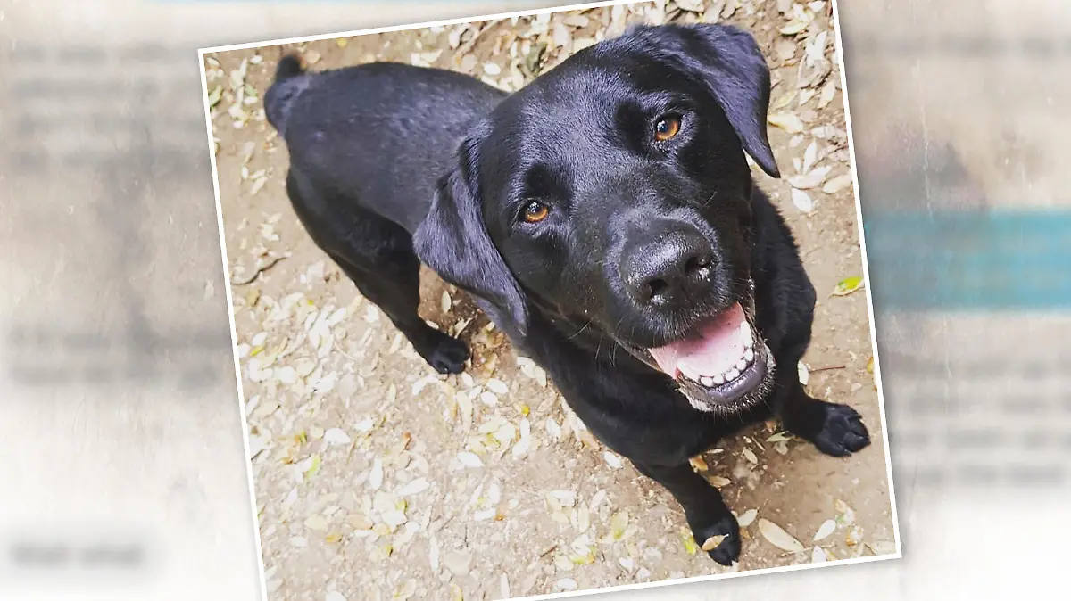 Hund Onyx