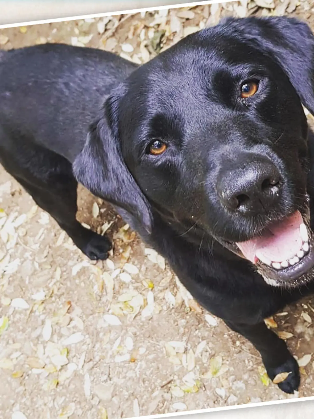 Hund Onyx