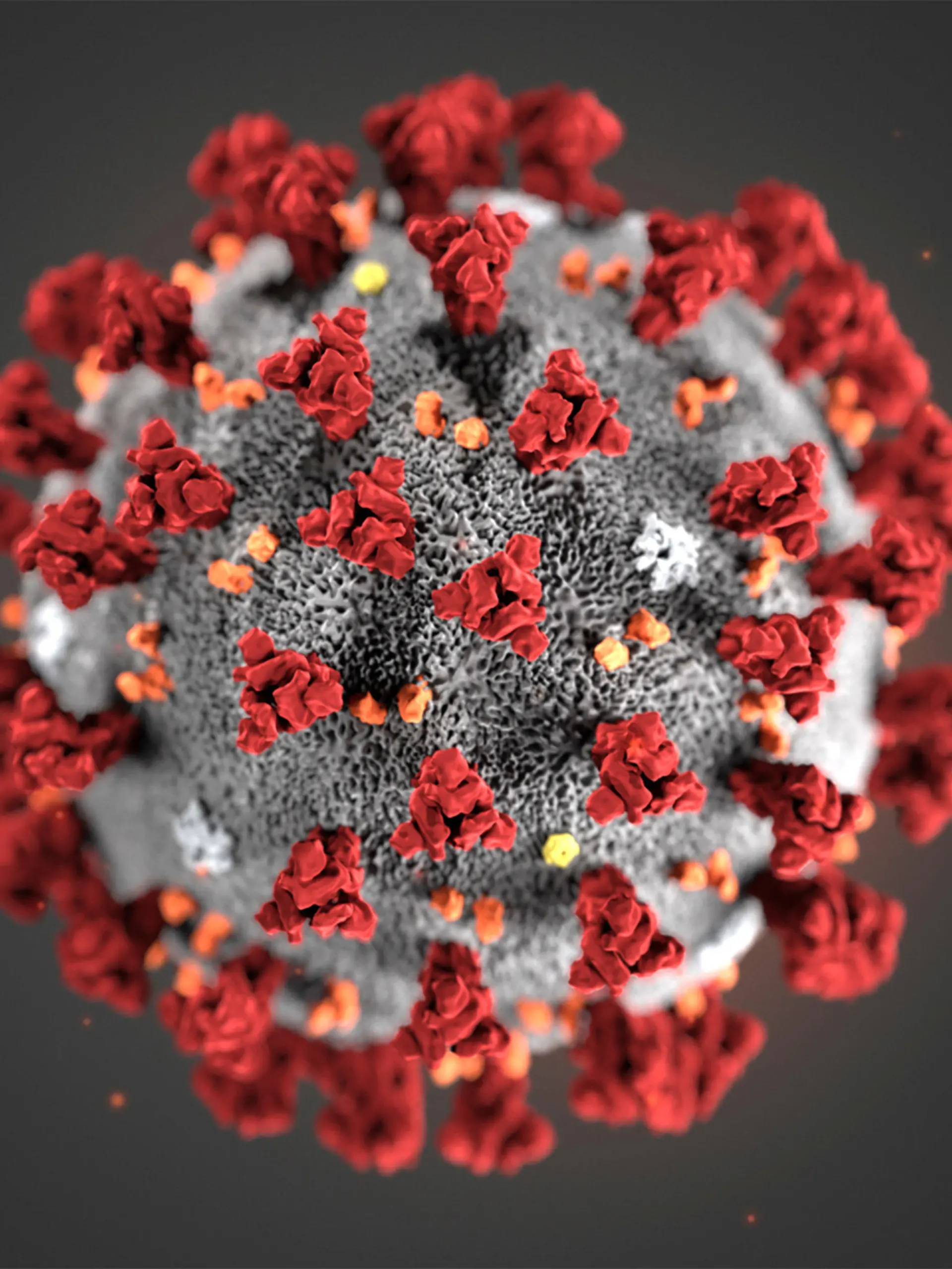 ARCHIV - 30.01.2020, USA, ---: HANDOUT - Diese von den Centers for Disease Control and Prevention (CDC) im Januar 2020 zur Verfügung gestellte Illustration zeigt das Coronavirus (2019-nCoV). (zu dpa «USA fordern weitere Untersuchung zum Ursprung des Coronavirus ») Foto: Uncredited/Centers for Disease Control and Prevention/AP/dpa - ACHTUNG: Nur zur redaktionellen Verwendung im Zusammenhang mit einer Berichterstattung über das Coronavirus und nur mit vollständiger Nennung des vorstehenden Credits +++ dpa-Bildfunk +++