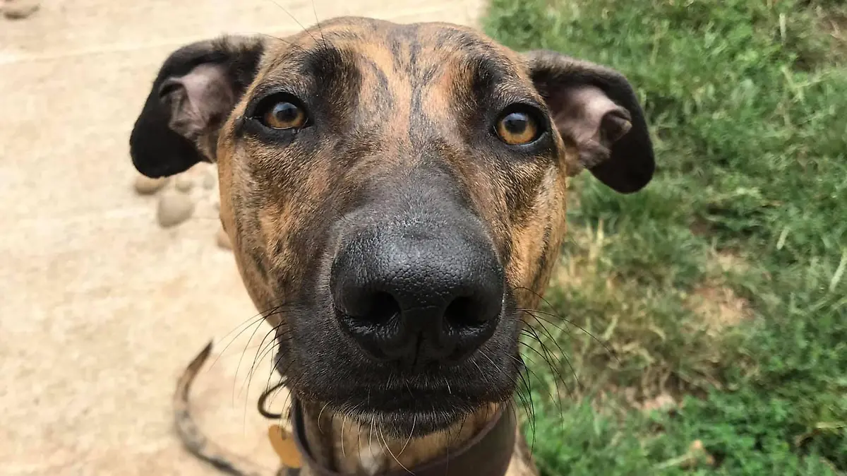 Story from Jam Press (Most Unwanted Dog)

Pictured: Sue, dubbed the UK' most unwanted dog.

Meet 'the UK's most UNWANTED dog' – who has spent four years looking for a forever home

Meet the adorable dog who has been dubbed the UK’s most unwanted pooch after spending more than four years looking for her forever home. 

Four-year-old lurcher Sue was rescued in August 2017 when she was just a pup and came to live at the RSPCA’s Bath Cats and Dogs Home.

After watching 941 of her kennel-mates go off to their new homes, staff are desperate to see her go to her own paw-fect place. 

In a heartbreaking twist Sue was rehomed in 2018 but sadly had to come back into the care not long after when her adopter’s circumstances changed.

“We’re at a loss as to why poor Sue hasn’t been rehomed,” said Rachel Jones, Chief Executive of Bath Cats and Dogs Home.

“We all absolutely adore her and love taking her out for long walks and giving her lots of attention but we’re desperate to find her her own home.

“We believe that Sue’s colour may be putting people off. Previous research by the RSPCA has shown that brindle dogs take around 36% longer to rehome than other colours.”

Rachel and the team say Sue needs an experienced owner, who will be confident taking her muzzle on and off. 

Staff have been working on some challenging behaviours with her and her new owners will need to continue this training.

Rachel added: “Sue is a sweet and clever pup who can get a little overexcited at times so would benefit from owners who can continue her training. 

“Sue is a chaser so we walk her on a lead with a muzzle and we don’t let her run free when we’re out and about unless we’re in a secure field.”

Sweet Sue has lots of wonderful qualities, including walking nicely on the lead, is very affectionate and loves to get involved in a good game with her toys. 

The clever pup has already mastered basic commands like “sit” and “paw” and would certainly be a