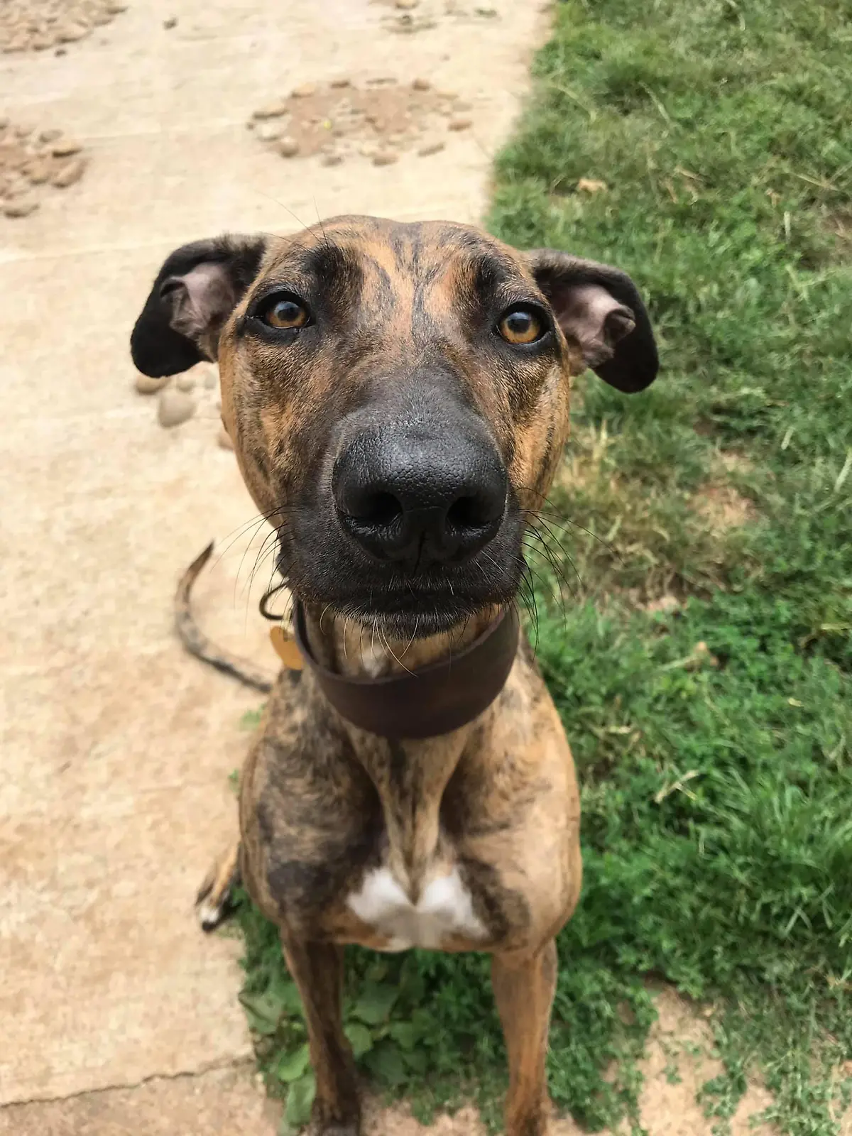Story from Jam Press (Most Unwanted Dog)

Pictured: Sue, dubbed the UK' most unwanted dog.

Meet 'the UK's most UNWANTED dog' – who has spent four years looking for a forever home

Meet the adorable dog who has been dubbed the UK’s most unwanted pooch after spending more than four years looking for her forever home. 

Four-year-old lurcher Sue was rescued in August 2017 when she was just a pup and came to live at the RSPCA’s Bath Cats and Dogs Home.

After watching 941 of her kennel-mates go off to their new homes, staff are desperate to see her go to her own paw-fect place. 

In a heartbreaking twist Sue was rehomed in 2018 but sadly had to come back into the care not long after when her adopter’s circumstances changed.

“We’re at a loss as to why poor Sue hasn’t been rehomed,” said Rachel Jones, Chief Executive of Bath Cats and Dogs Home.

“We all absolutely adore her and love taking her out for long walks and giving her lots of attention but we’re desperate to find her her own home.

“We believe that Sue’s colour may be putting people off. Previous research by the RSPCA has shown that brindle dogs take around 36% longer to rehome than other colours.”

Rachel and the team say Sue needs an experienced owner, who will be confident taking her muzzle on and off. 

Staff have been working on some challenging behaviours with her and her new owners will need to continue this training.

Rachel added: “Sue is a sweet and clever pup who can get a little overexcited at times so would benefit from owners who can continue her training. 

“Sue is a chaser so we walk her on a lead with a muzzle and we don’t let her run free when we’re out and about unless we’re in a secure field.”

Sweet Sue has lots of wonderful qualities, including walking nicely on the lead, is very affectionate and loves to get involved in a good game with her toys. 

The clever pup has already mastered basic commands like “sit” and “paw” and would certainly be a