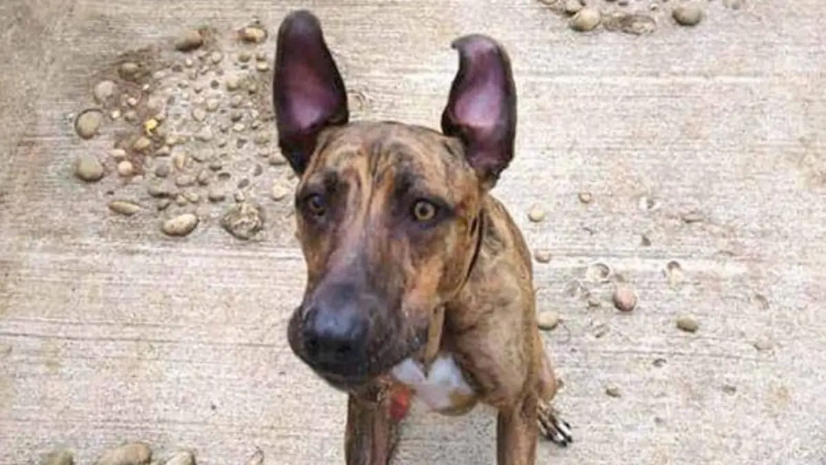 Story from Jam Press (Most Unwanted Dog)

Pictured: Sue, dubbed the UK' most unwanted dog.

Meet 'the UK's most UNWANTED dog' – who has spent four years looking for a forever home

Meet the adorable dog who has been dubbed the UK’s most unwanted pooch after spending more than four years looking for her forever home. 

Four-year-old lurcher Sue was rescued in August 2017 when she was just a pup and came to live at the RSPCA’s Bath Cats and Dogs Home.

After watching 941 of her kennel-mates go off to their new homes, staff are desperate to see her go to her own paw-fect place. 

In a heartbreaking twist Sue was rehomed in 2018 but sadly had to come back into the care not long after when her adopter’s circumstances changed.

“We’re at a loss as to why poor Sue hasn’t been rehomed,” said Rachel Jones, Chief Executive of Bath Cats and Dogs Home.

“We all absolutely adore her and love taking her out for long walks and giving her lots of attention but we’re desperate to find her her own home.

“We believe that Sue’s colour may be putting people off. Previous research by the RSPCA has shown that brindle dogs take around 36% longer to rehome than other colours.”

Rachel and the team say Sue needs an experienced owner, who will be confident taking her muzzle on and off. 

Staff have been working on some challenging behaviours with her and her new owners will need to continue this training.

Rachel added: “Sue is a sweet and clever pup who can get a little overexcited at times so would benefit from owners who can continue her training. 

“Sue is a chaser so we walk her on a lead with a muzzle and we don’t let her run free when we’re out and about unless we’re in a secure field.”

Sweet Sue has lots of wonderful qualities, including walking nicely on the lead, is very affectionate and loves to get involved in a good game with her toys. 

The clever pup has already mastered basic commands like “sit” and “paw” and would certainly be a