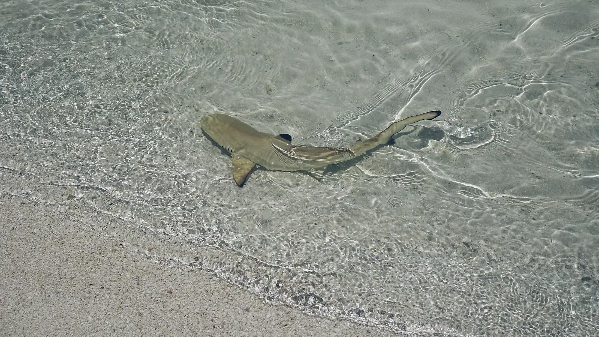 One little baby shark is swimming in the shallow of ocean. They are grey with black mark on it's back. Water is crystal clear so we can see this tiny sharks very good. Sharks are dangerous animals but baby animals are usual safe.