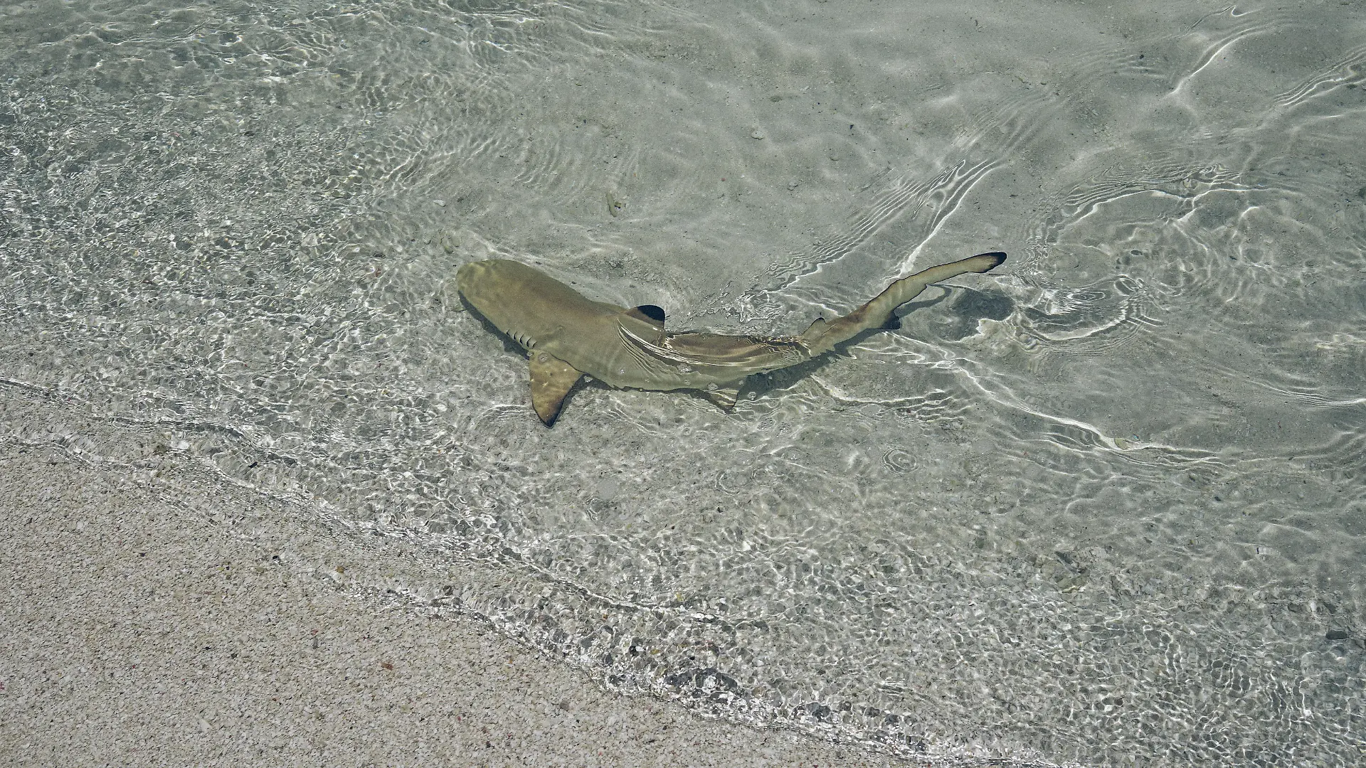 One little baby shark is swimming in the shallow of ocean. They are grey with black mark on it's back. Water is crystal clear so we can see this tiny sharks very good. Sharks are dangerous animals but baby animals are usual safe.