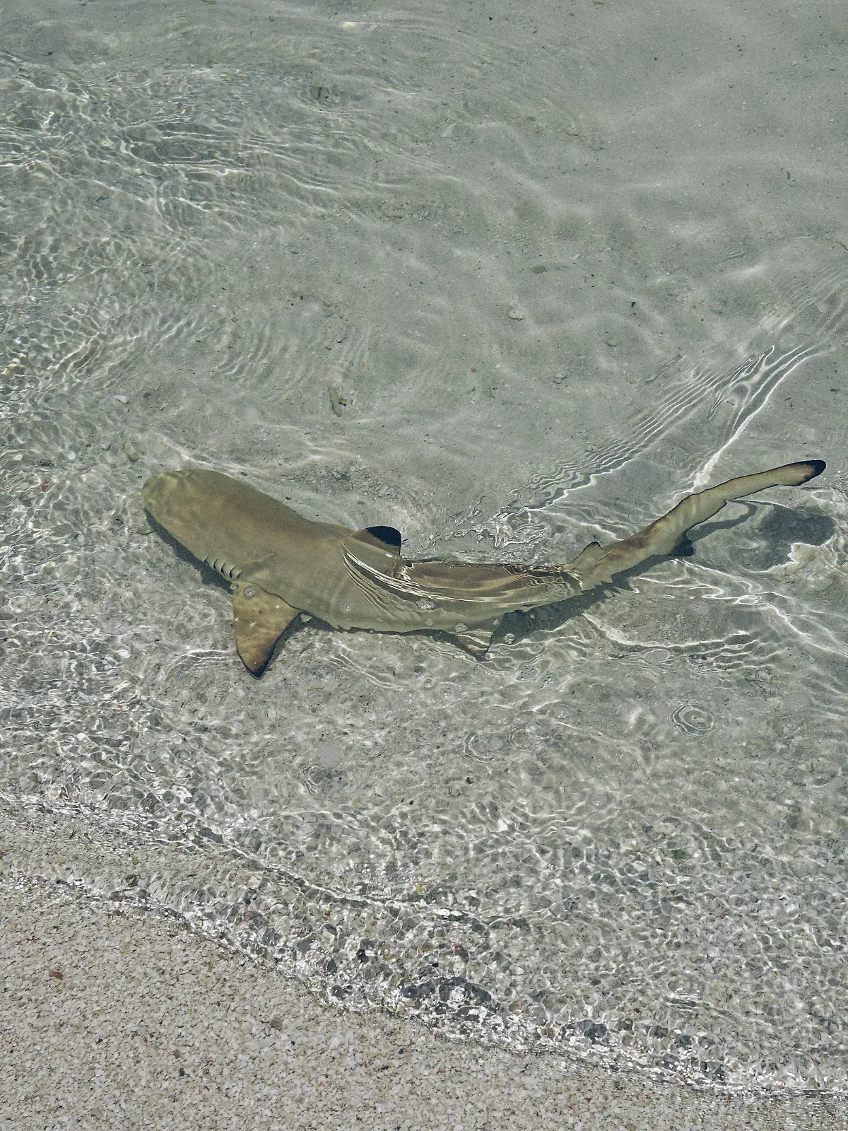 One little baby shark is swimming in the shallow of ocean. They are grey with black mark on it's back. Water is crystal clear so we can see this tiny sharks very good. Sharks are dangerous animals but baby animals are usual safe.