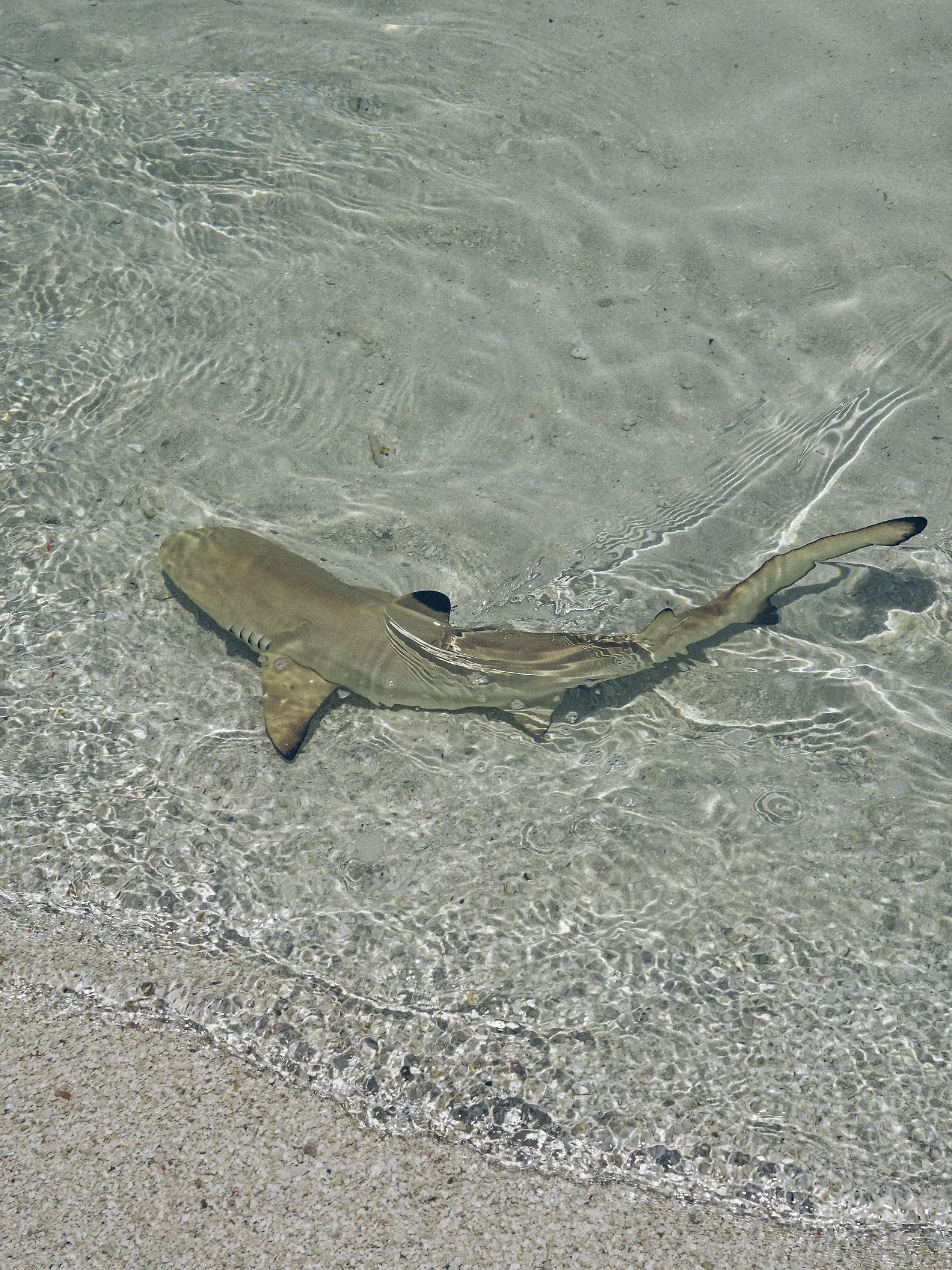 One little baby shark is swimming in the shallow of ocean. They are grey with black mark on it's back. Water is crystal clear so we can see this tiny sharks very good. Sharks are dangerous animals but baby animals are usual safe.