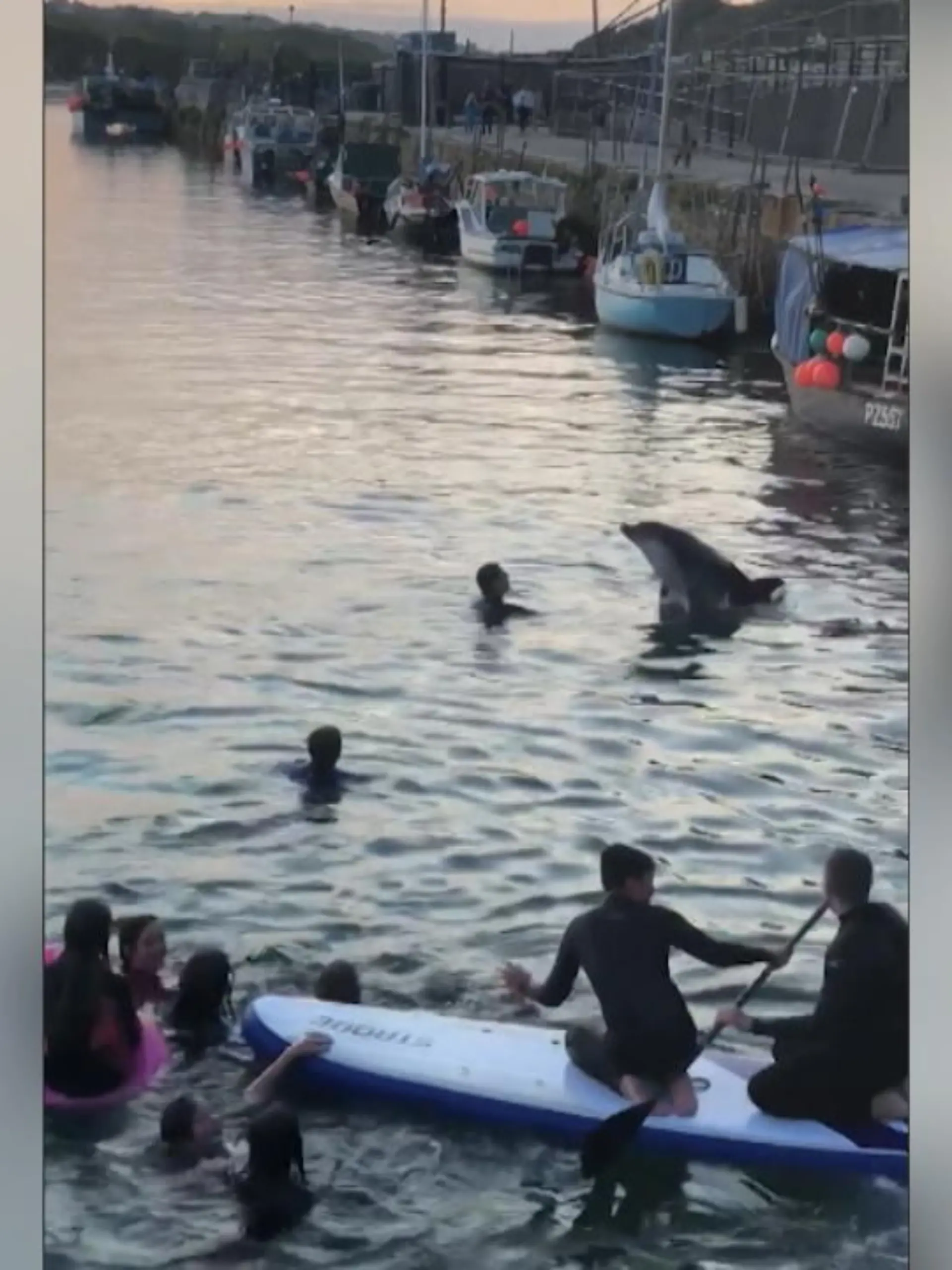 Bild zu: "Delfin überrascht schwimmende Kinder"