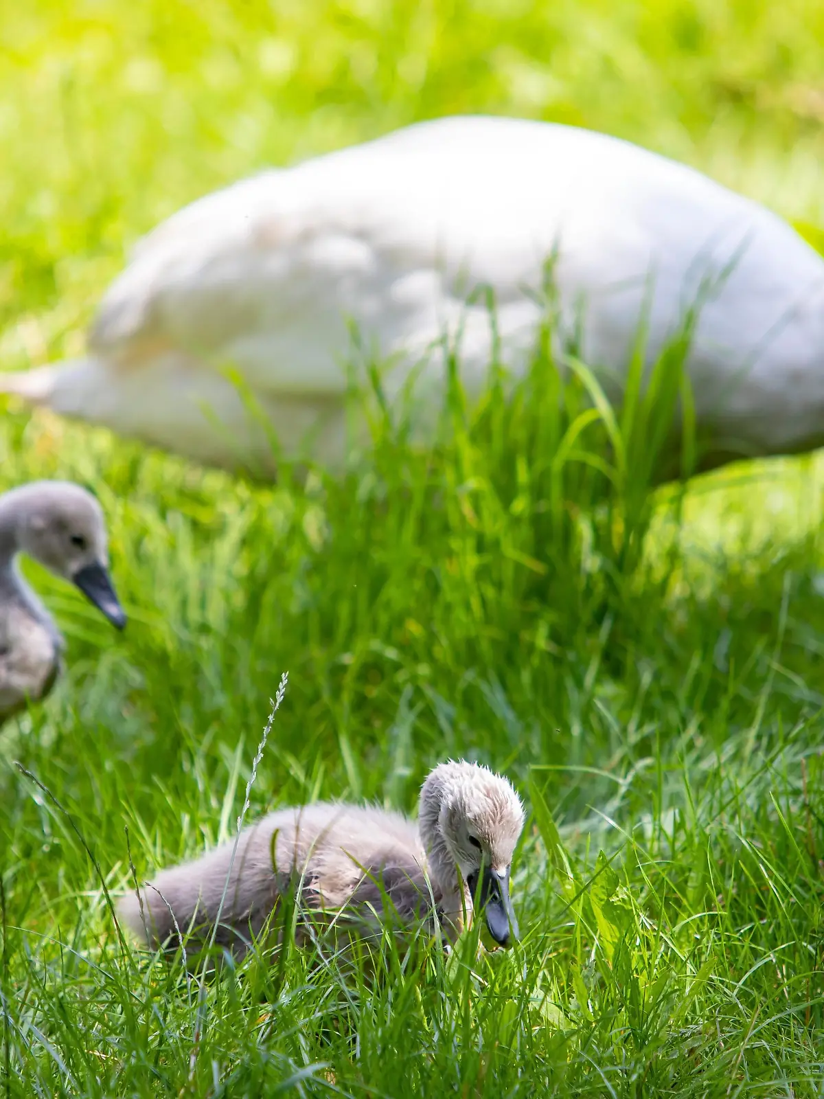DEU/Deutschland/Brandenburg/Proschim, 27.06.2018, Eine Schwan-Familie ist auf einer Wiese bei Proschim in der Lausitz zu sehen.