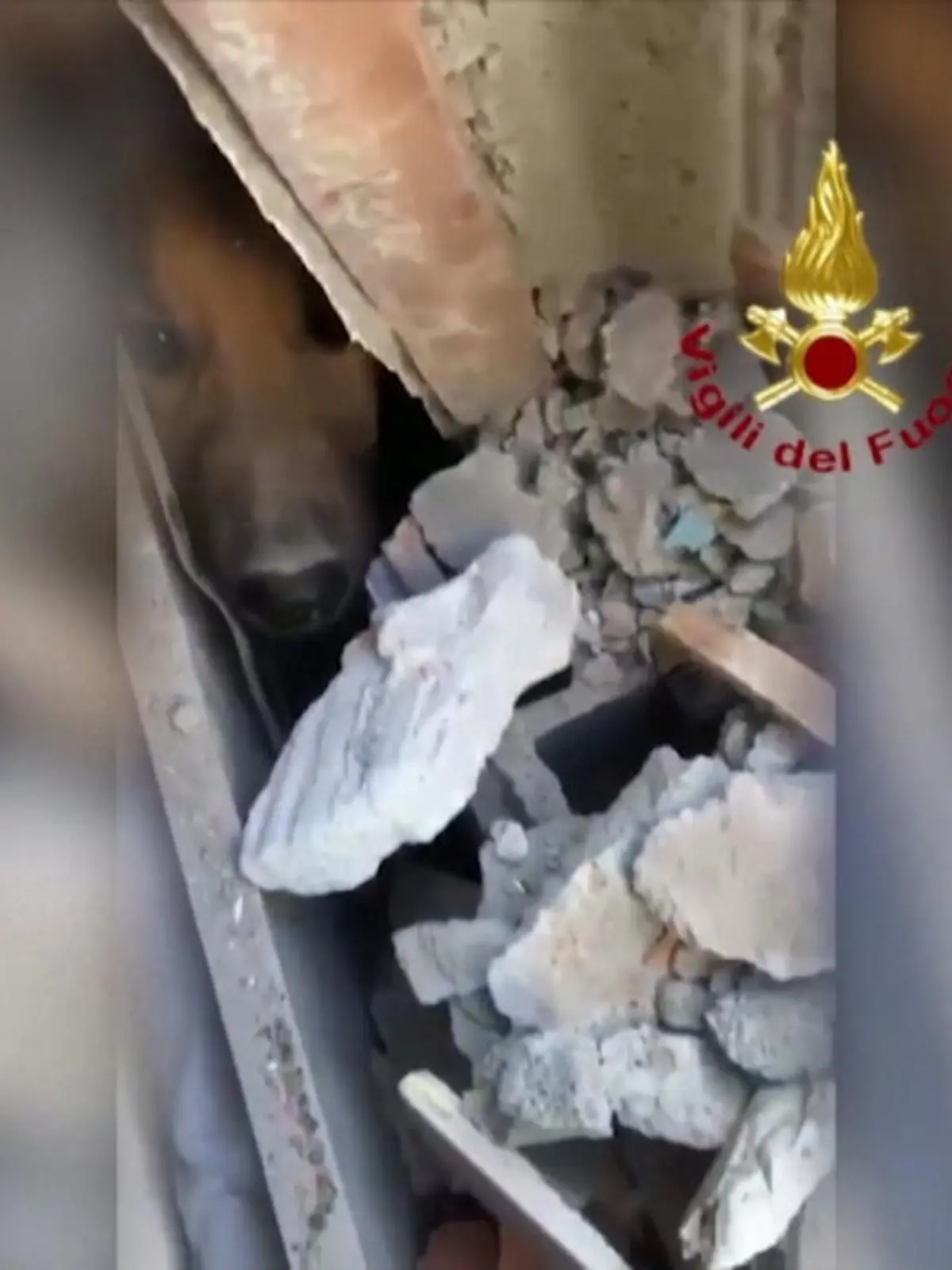 Ein zweistöckiges Haus ist in Italien explodiert. Der letzte Vermisste: Ein Hund namens Ettore. Wie die Feuerwehr ihn in den Trümmern fand, sehen Sie im Video.