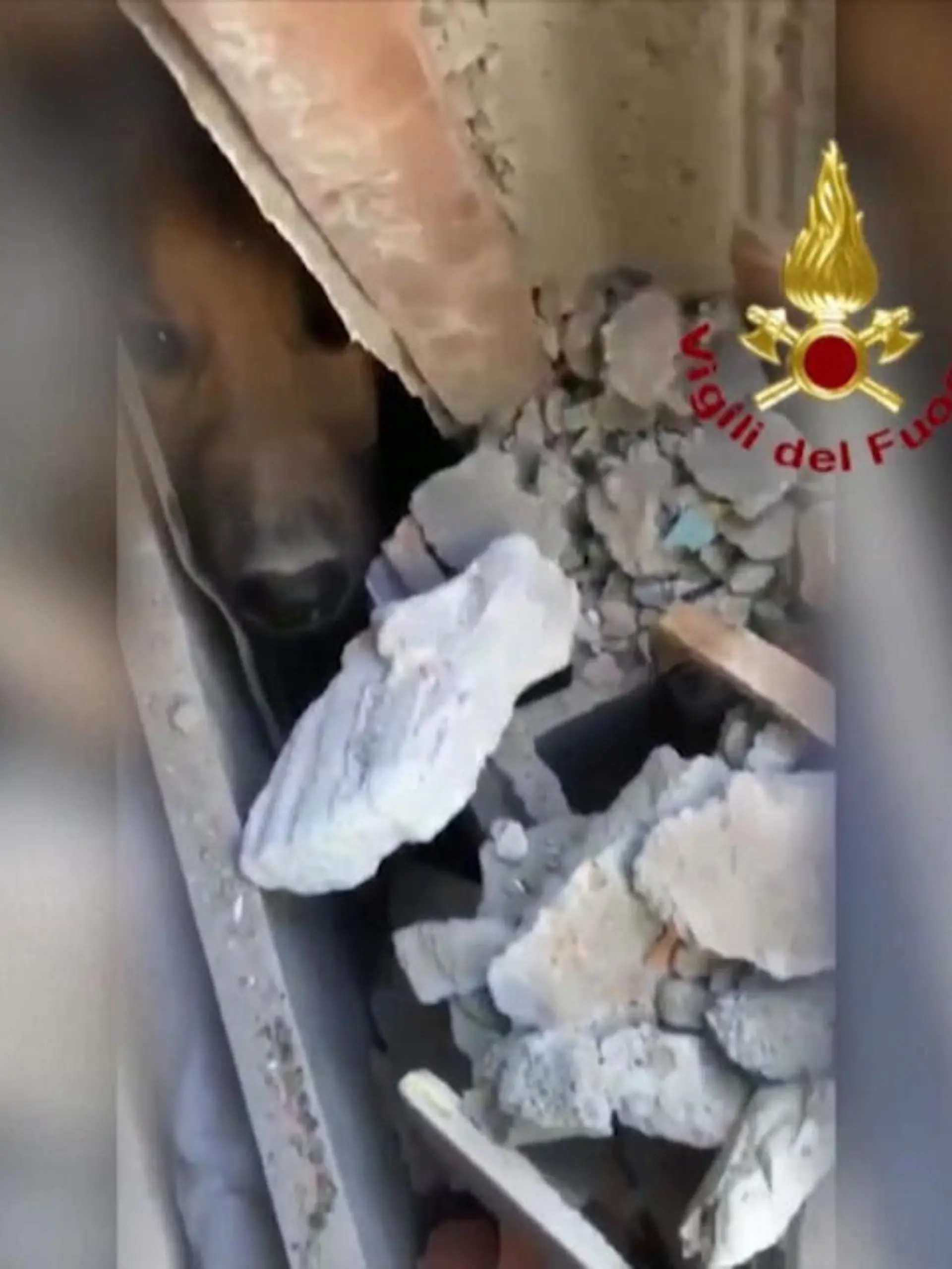 Ein zweistöckiges Haus ist in Italien explodiert. Der letzte Vermisste: Ein Hund namens Ettore. Wie die Feuerwehr ihn in den Trümmern fand, sehen Sie im Video.