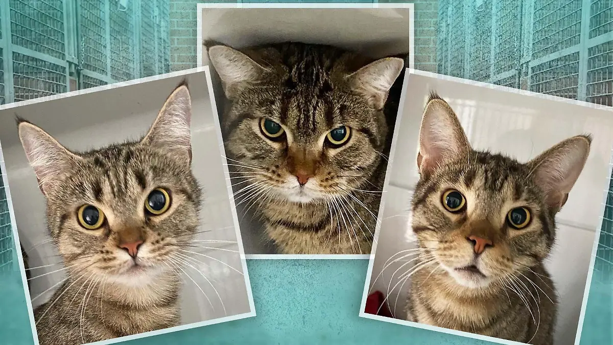 TEASER_TEASER_TIERHEIM Bergheim_drei_3_Katzen_zur_adoption
GO-WEB, WEB, WEB-GO, GO, Teaser, Go web, GOWeb
THEMA: 3 Katzen, die aktuell aus dem Tierheim Bergheim adoptiert werden können, eine Collage machen