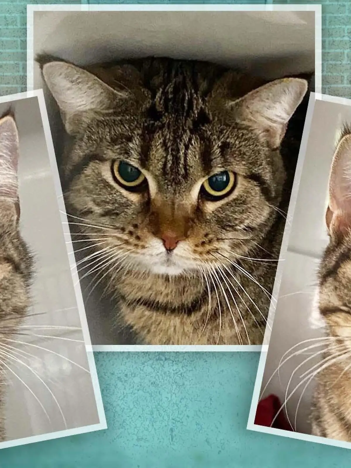 TEASER_TEASER_TIERHEIM Bergheim_drei_3_Katzen_zur_adoption
GO-WEB, WEB, WEB-GO, GO, Teaser, Go web, GOWeb
THEMA: 3 Katzen, die aktuell aus dem Tierheim Bergheim adoptiert werden können, eine Collage machen